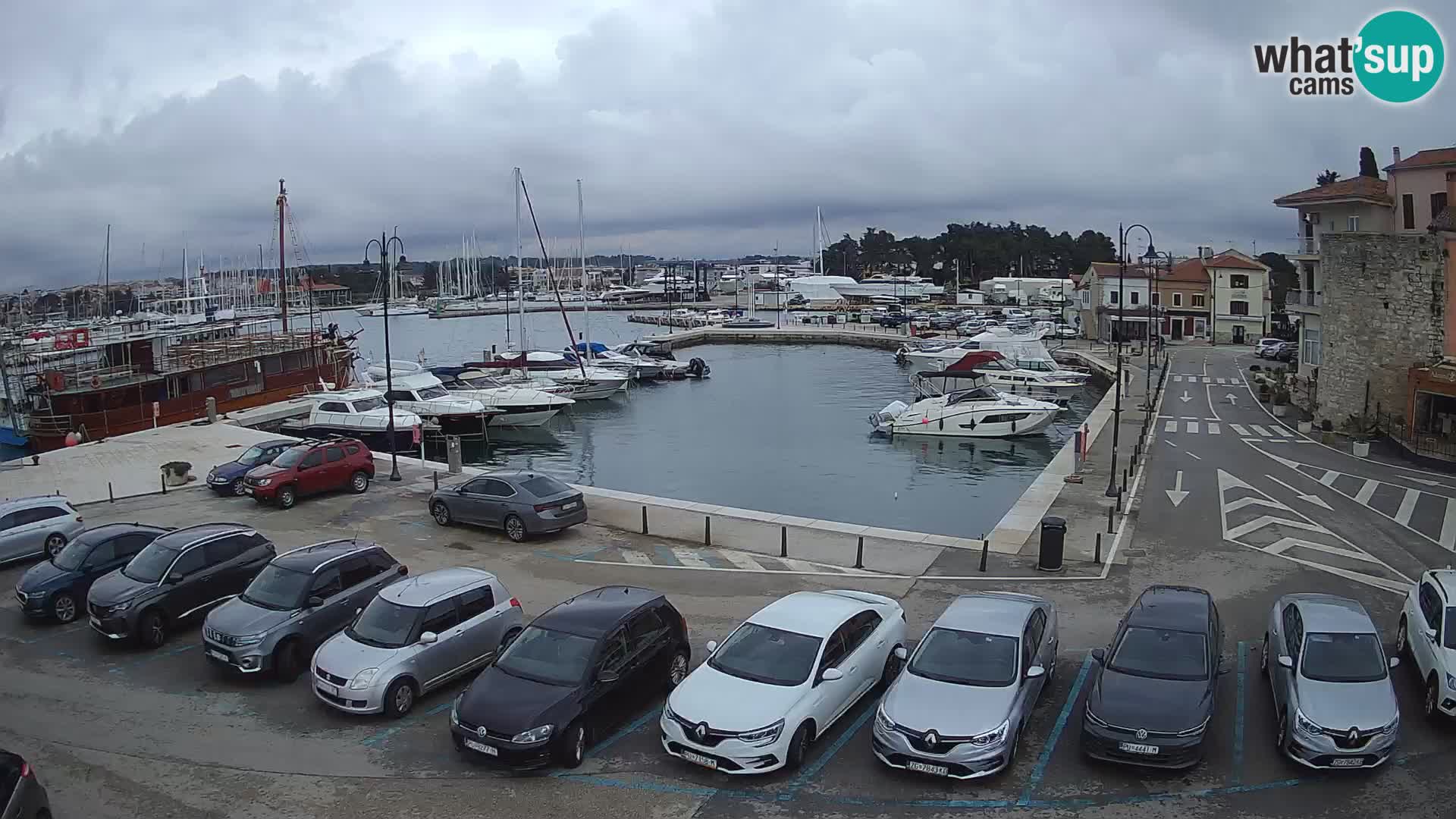 Novigrad | Porporela marina