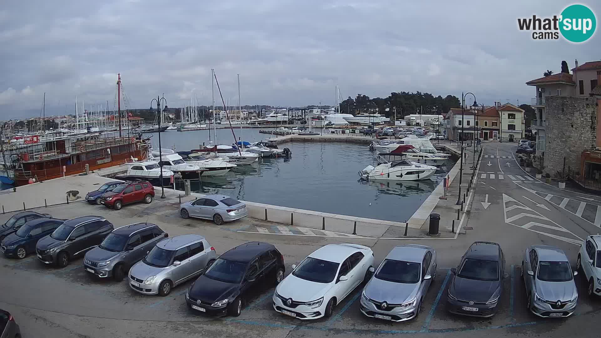 Novigrad | Porporela marina