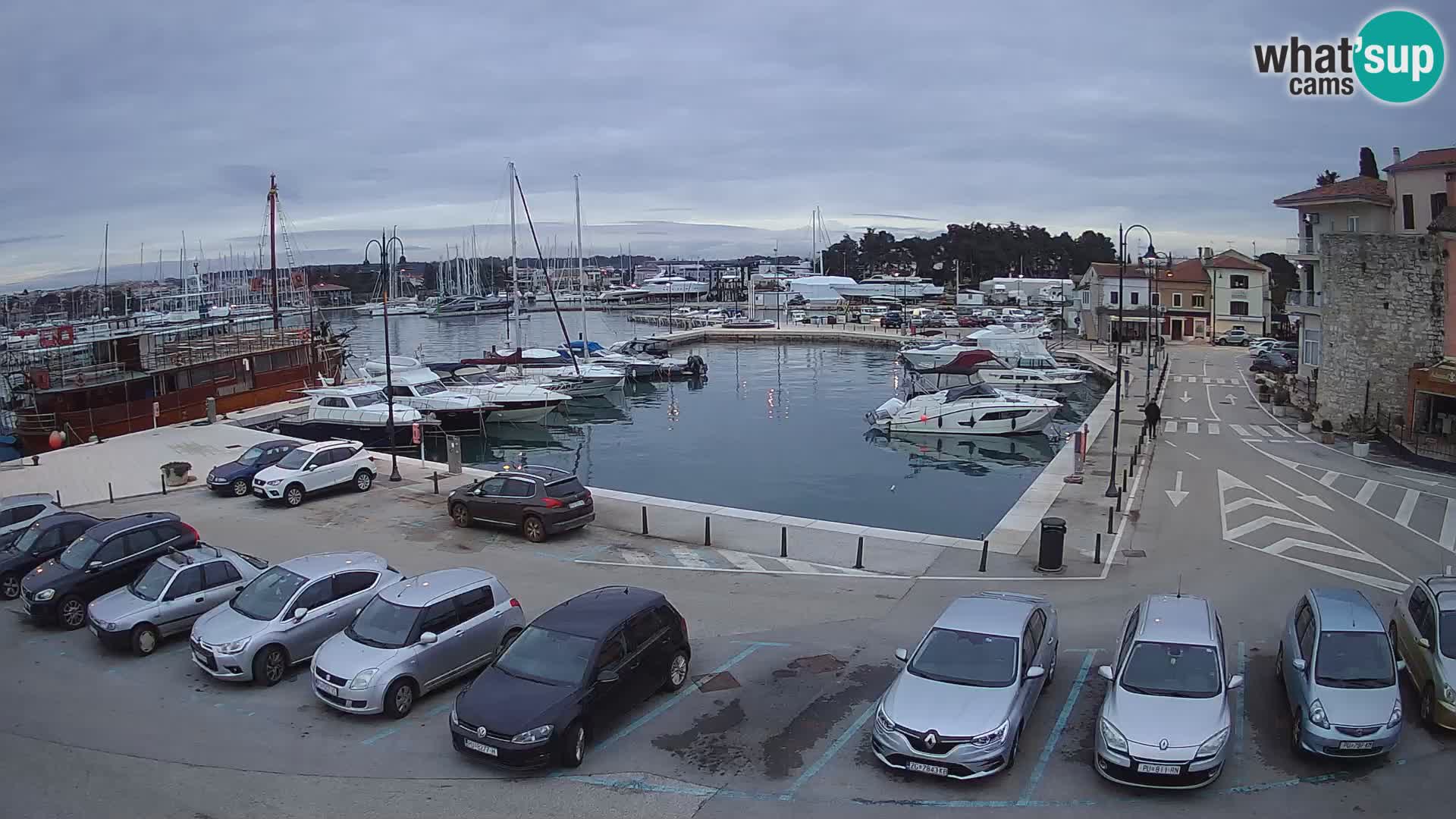 Novigrad | Porporela marina