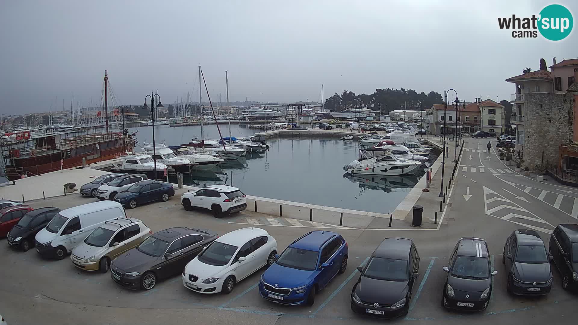 Novigrad | Porporela marina