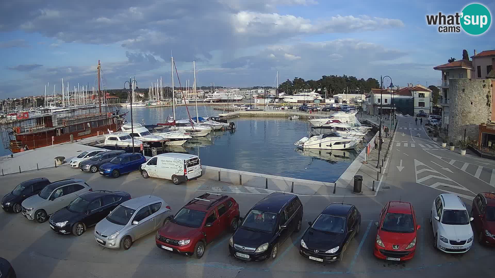 Novigrad | Porporela marina