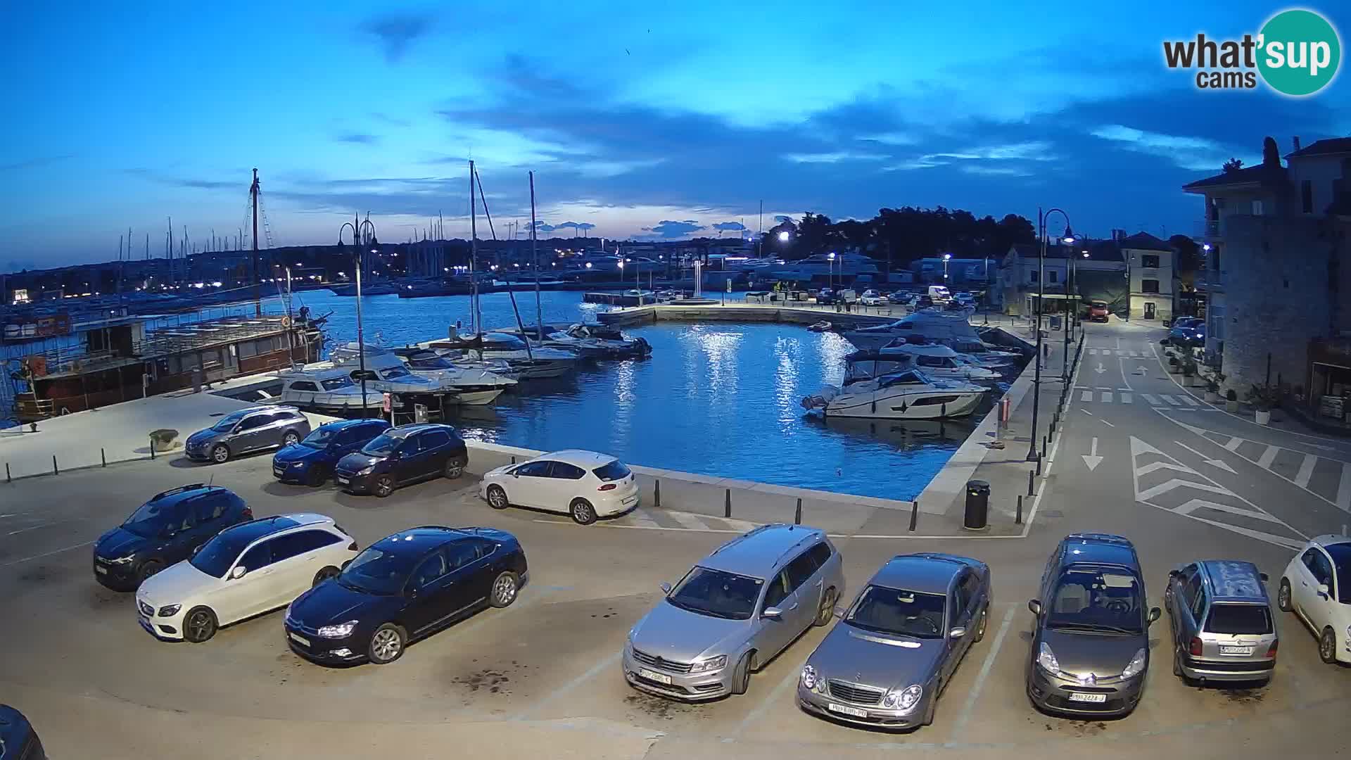 Novigrad | Porporela marina