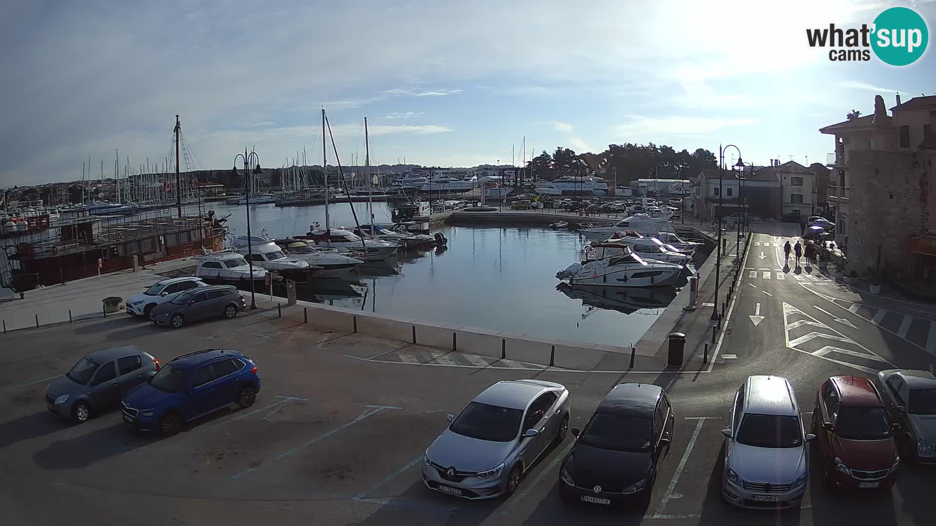 Novigrad | Porporela marina