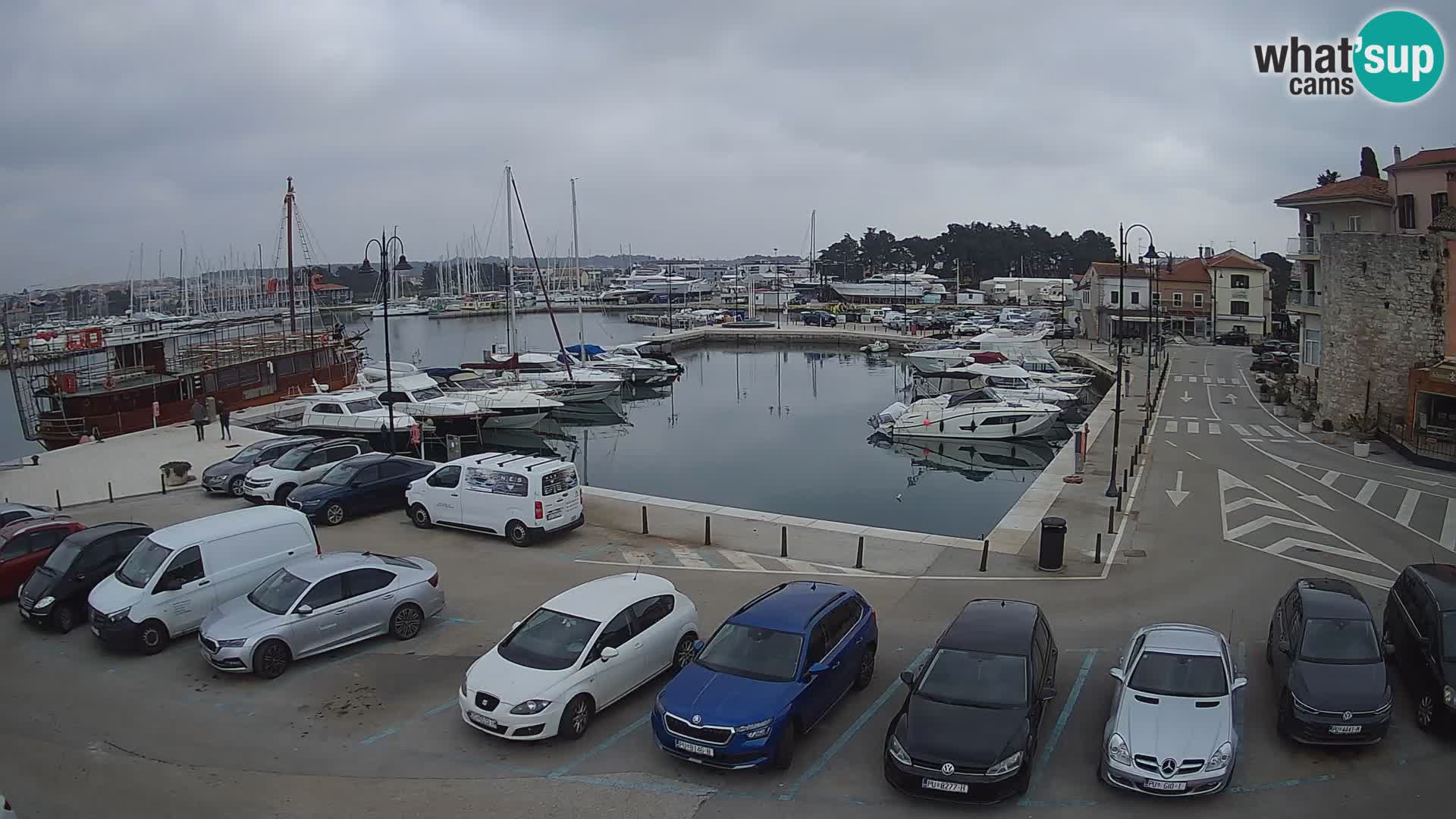 Novigrad | Porporela marina