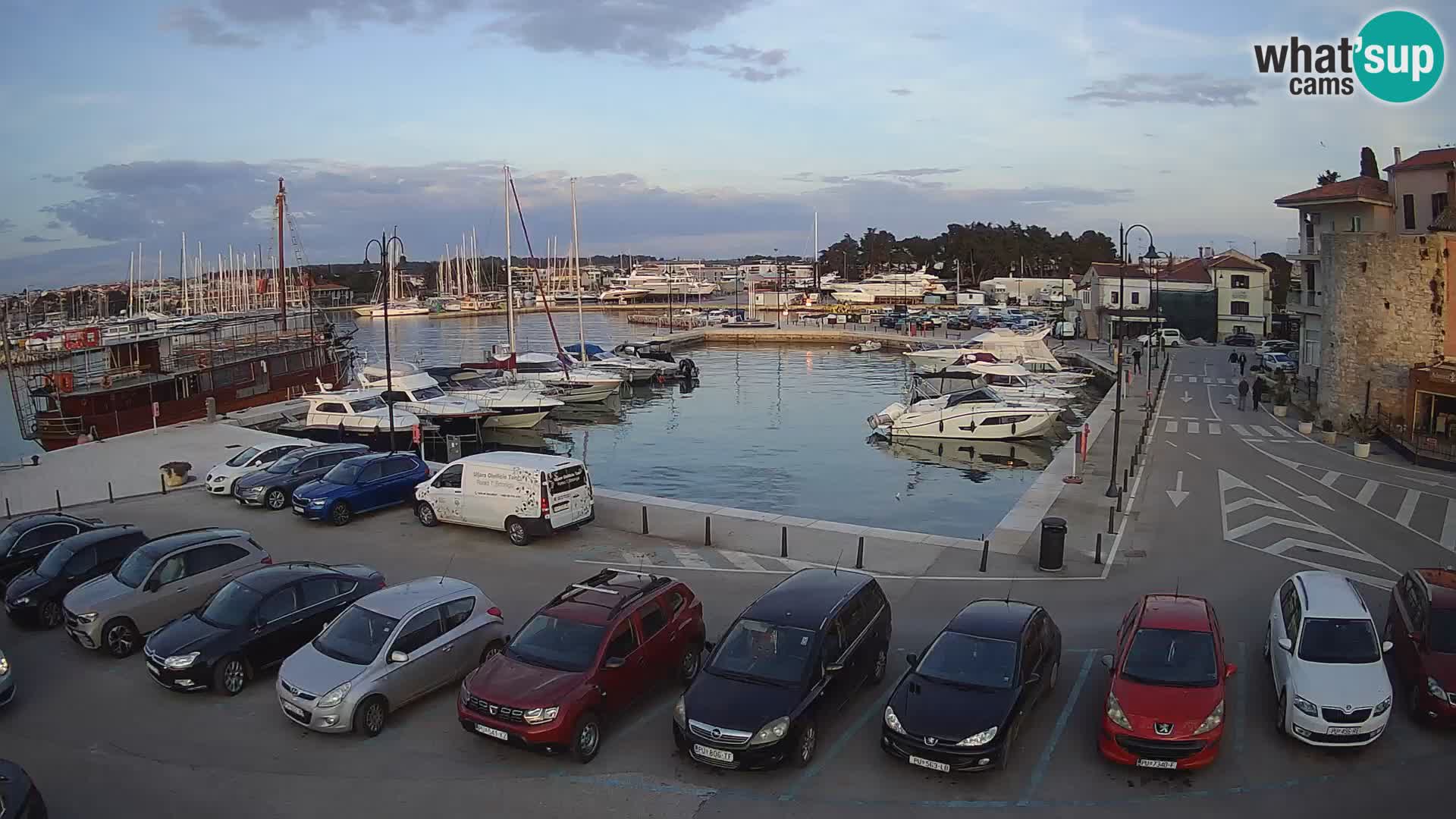 Novigrad | Porporela marina