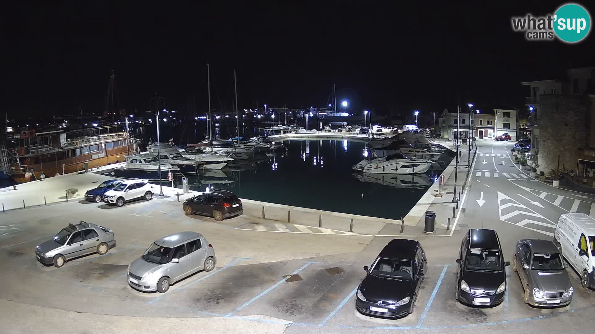 Novigrad | Porporela marina