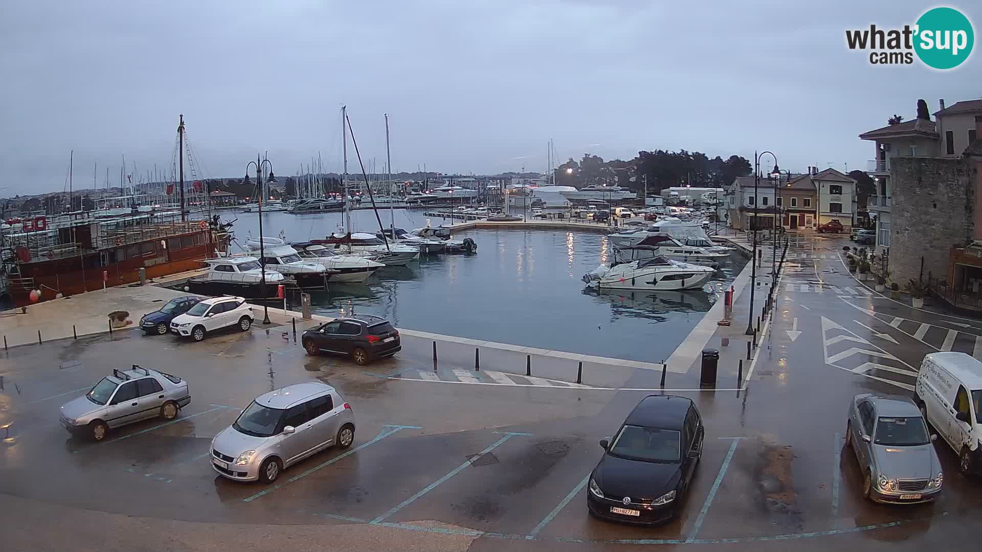 Novigrad | Porporela marina