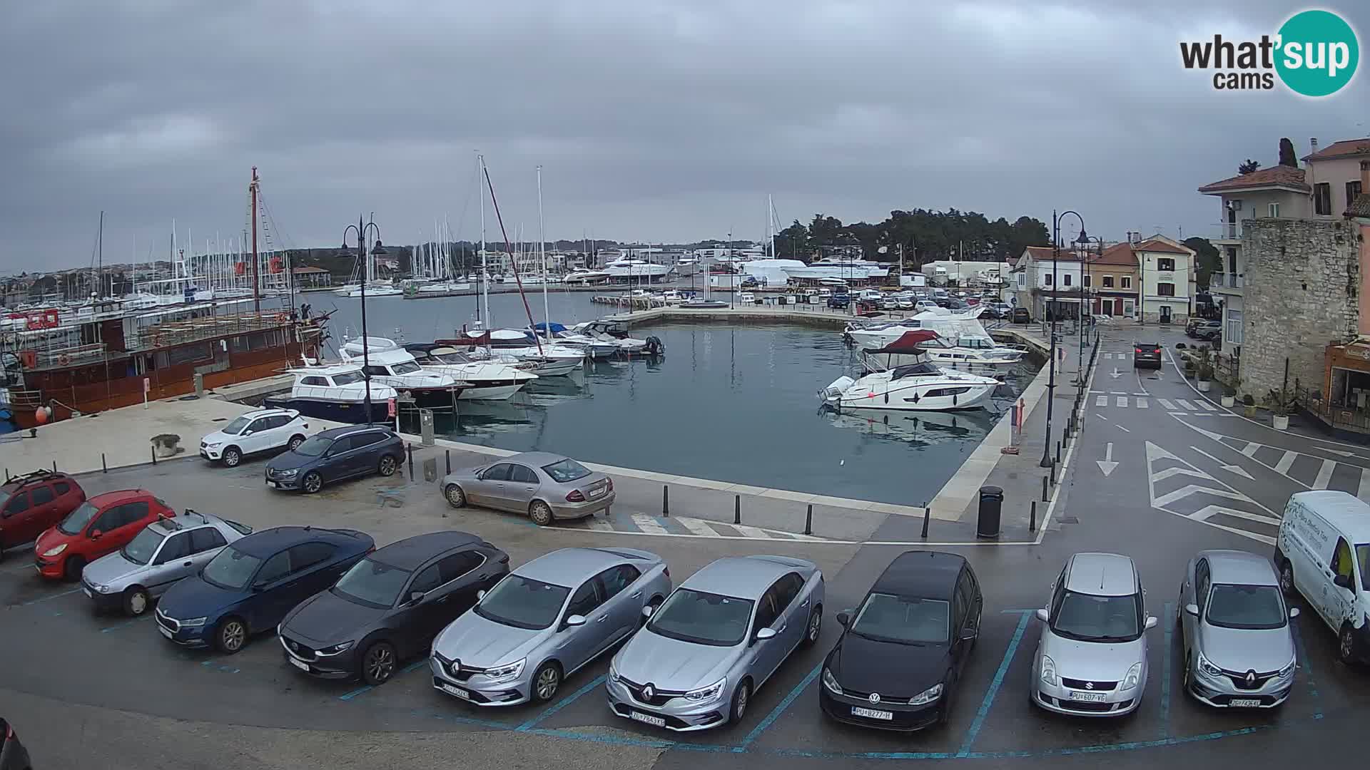 Novigrad | Porporela marina