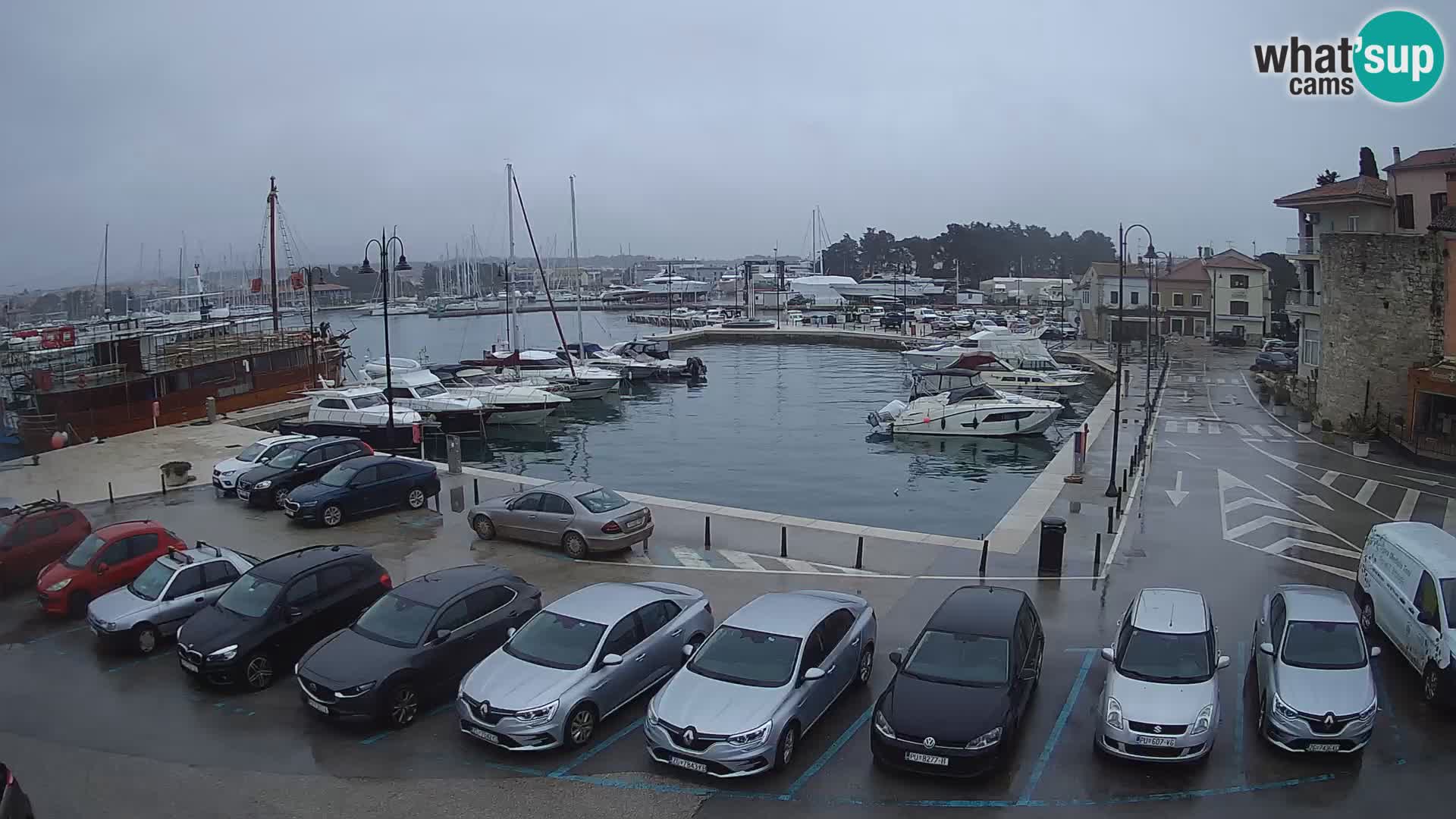 Novigrad | Porporela marina