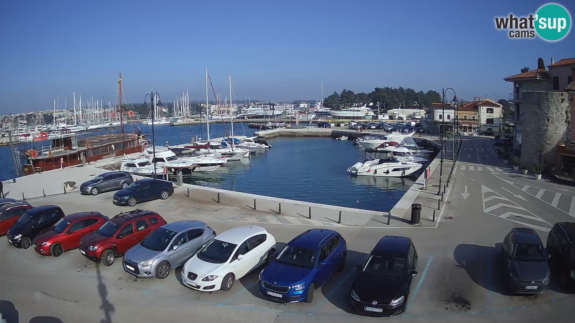 Novigrad | Porporela marina