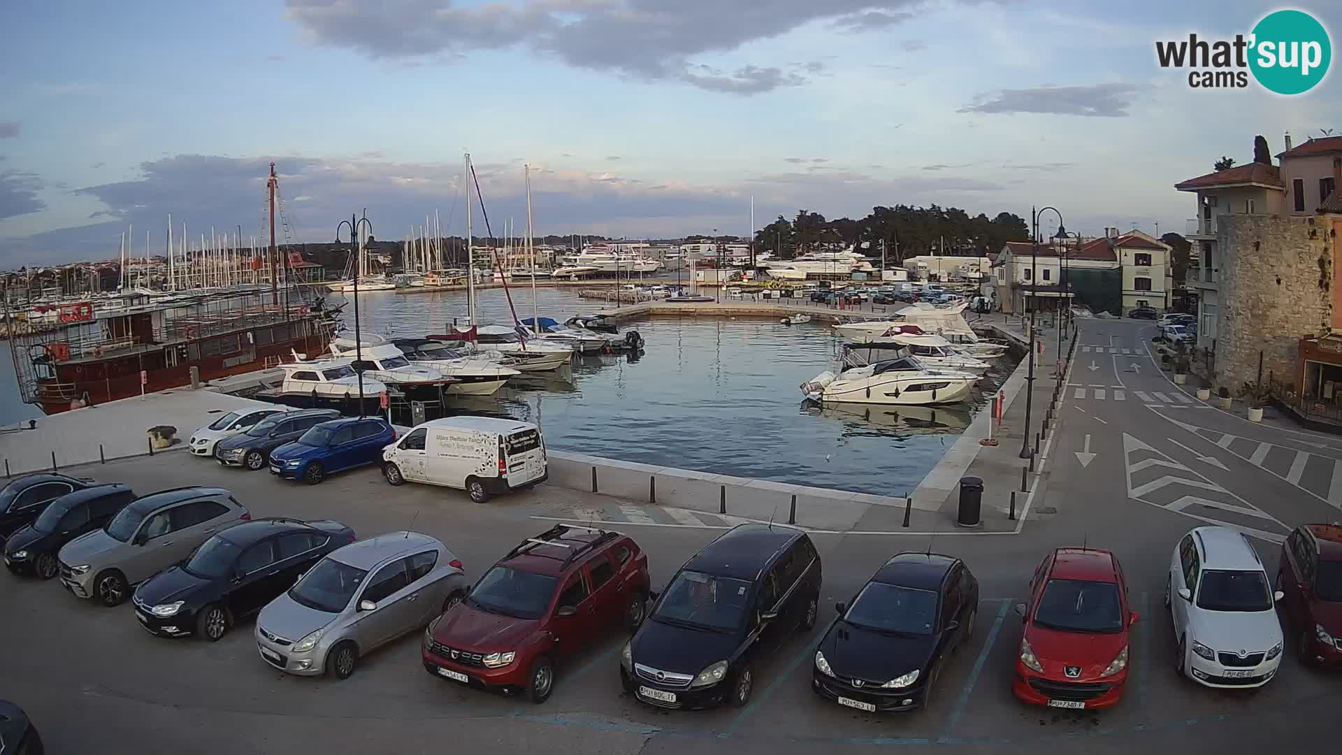 Novigrad | Porporela marina