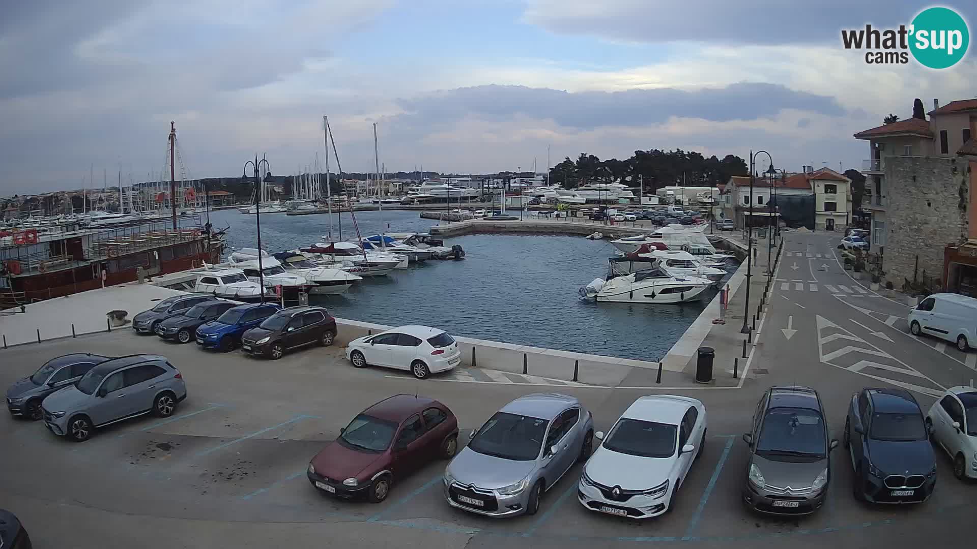 Novigrad | Porporela marina