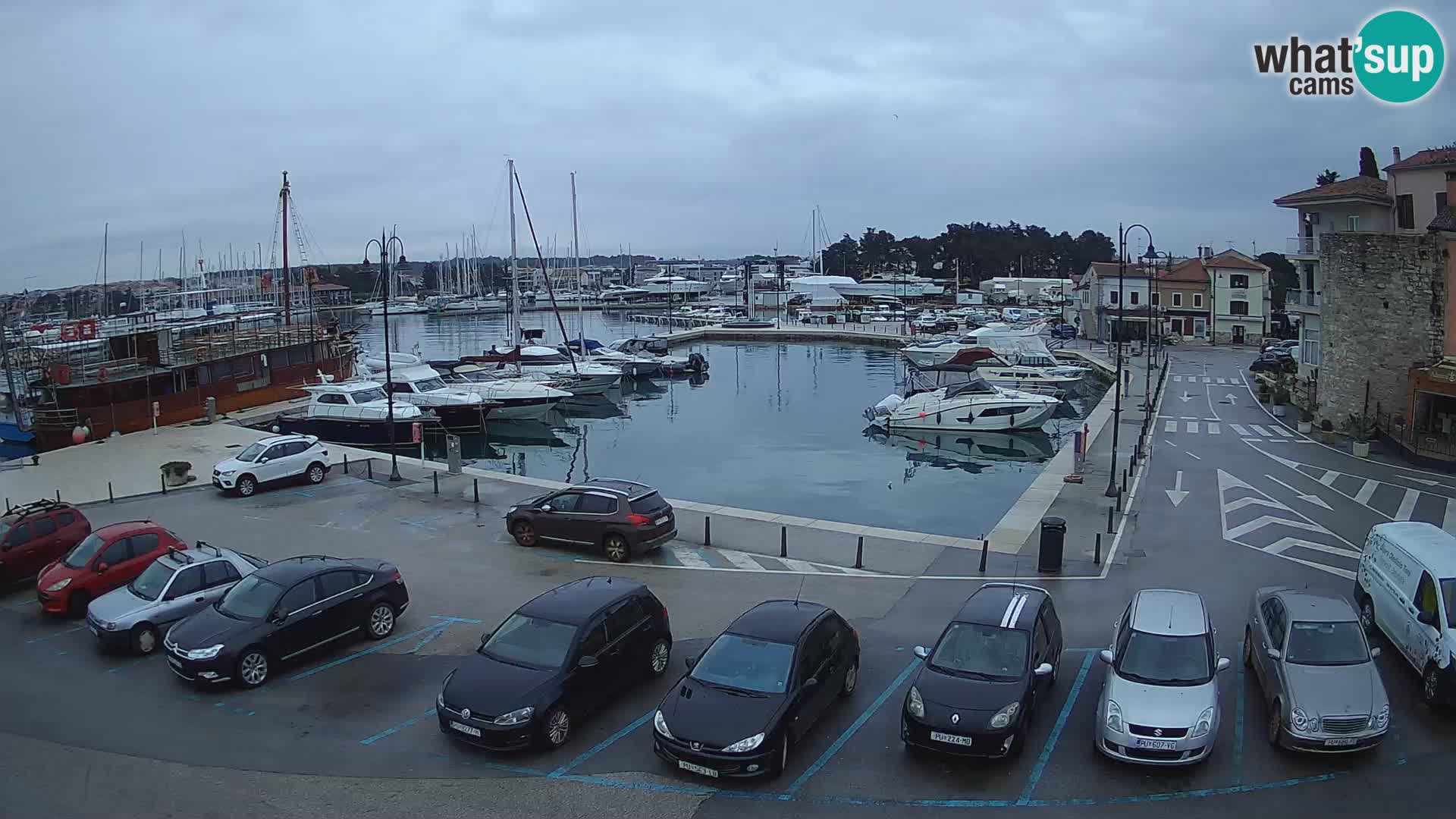 Novigrad | Porporela marina