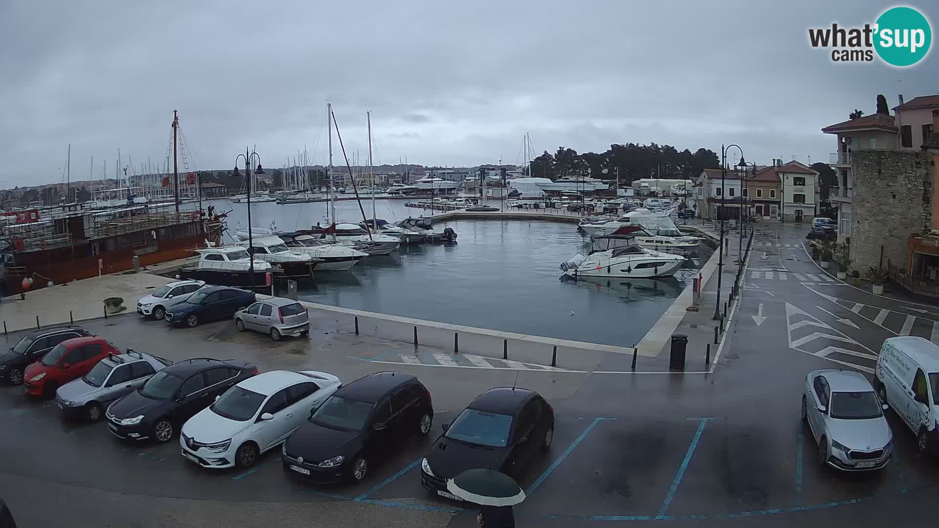 Novigrad | Porporela marina