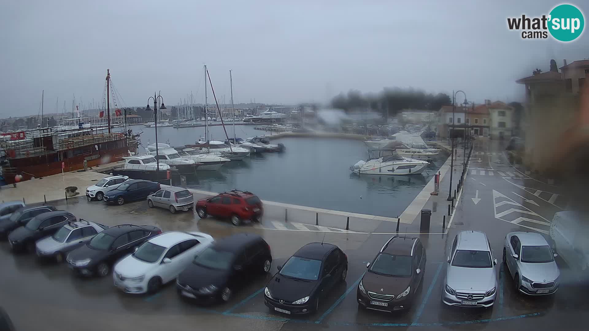 Novigrad | Porporela marina