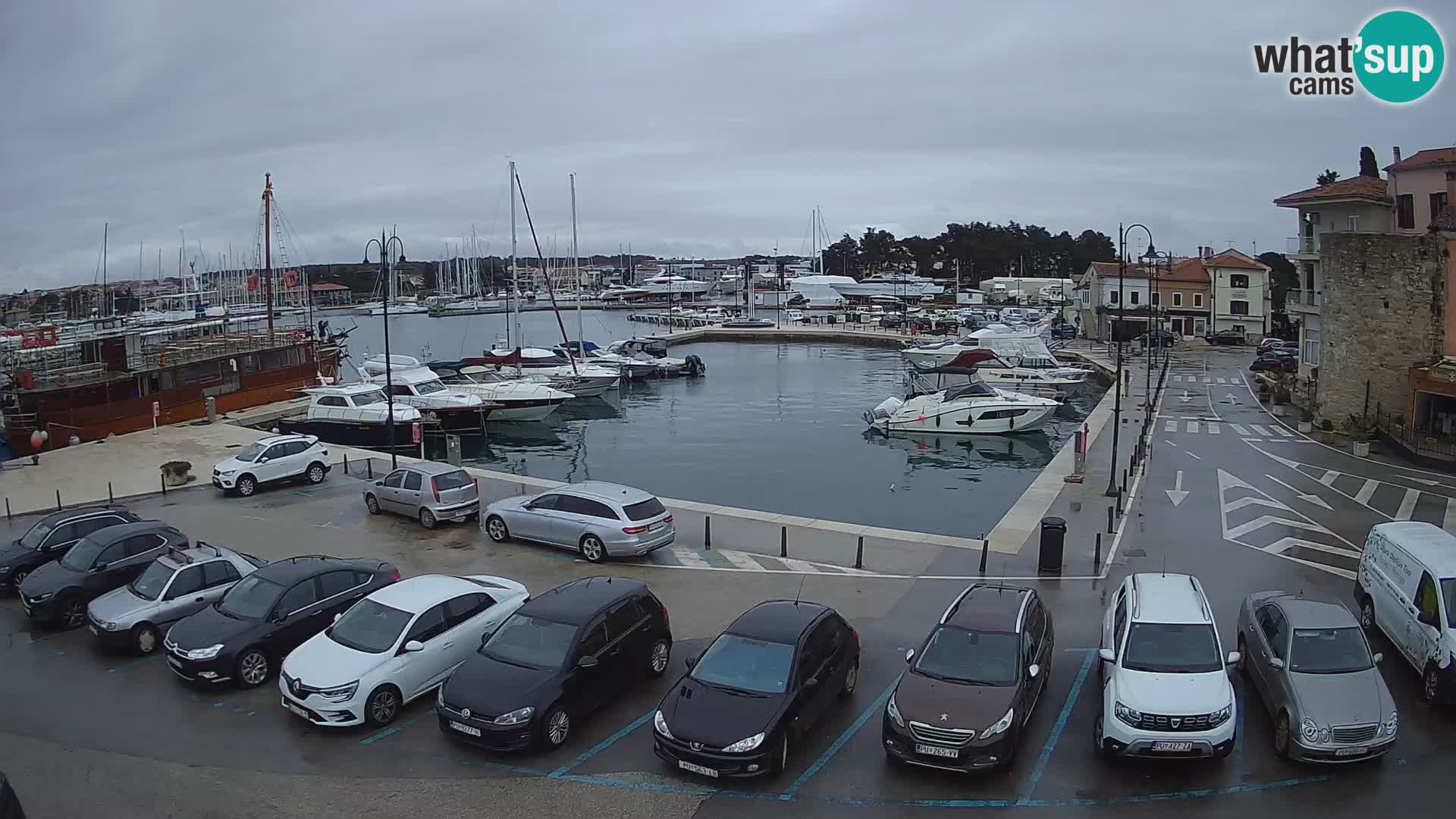 Novigrad | Porporela marina