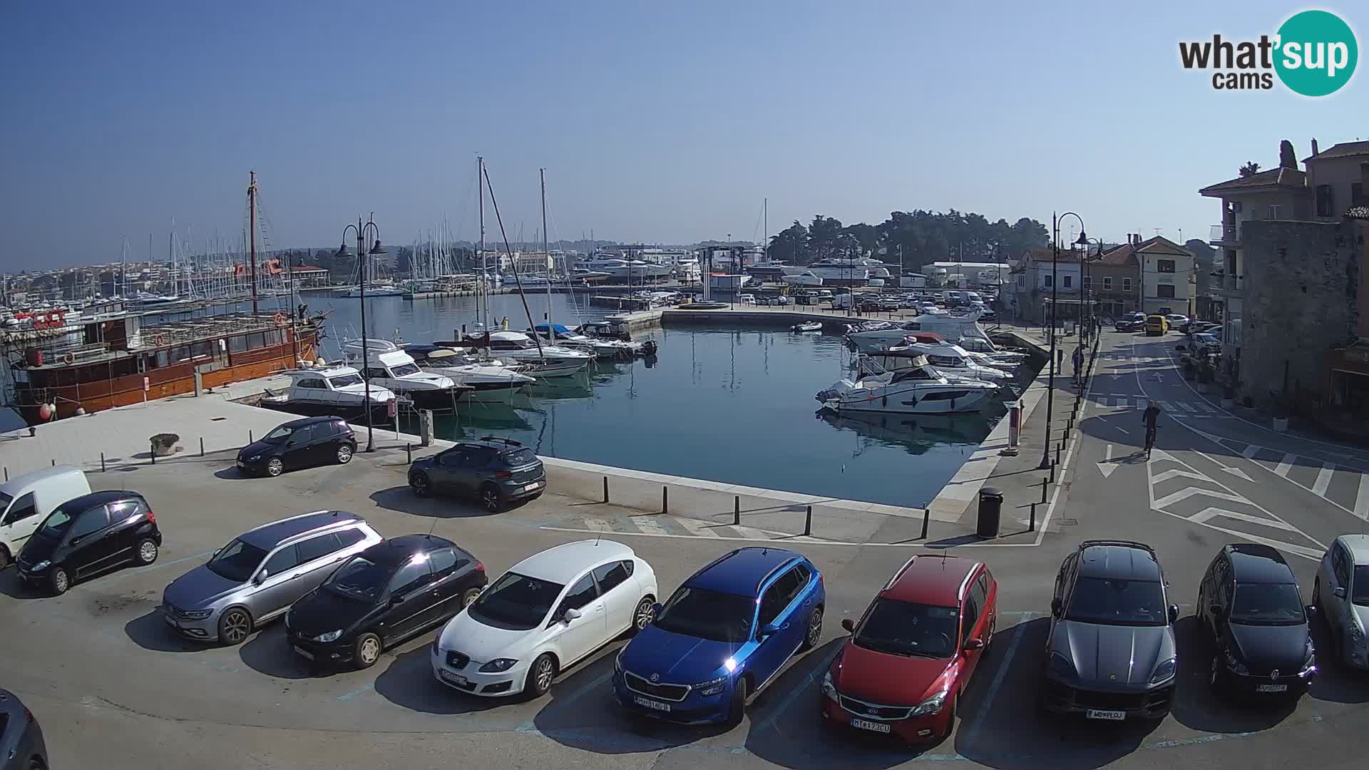 Novigrad | Porporela marina
