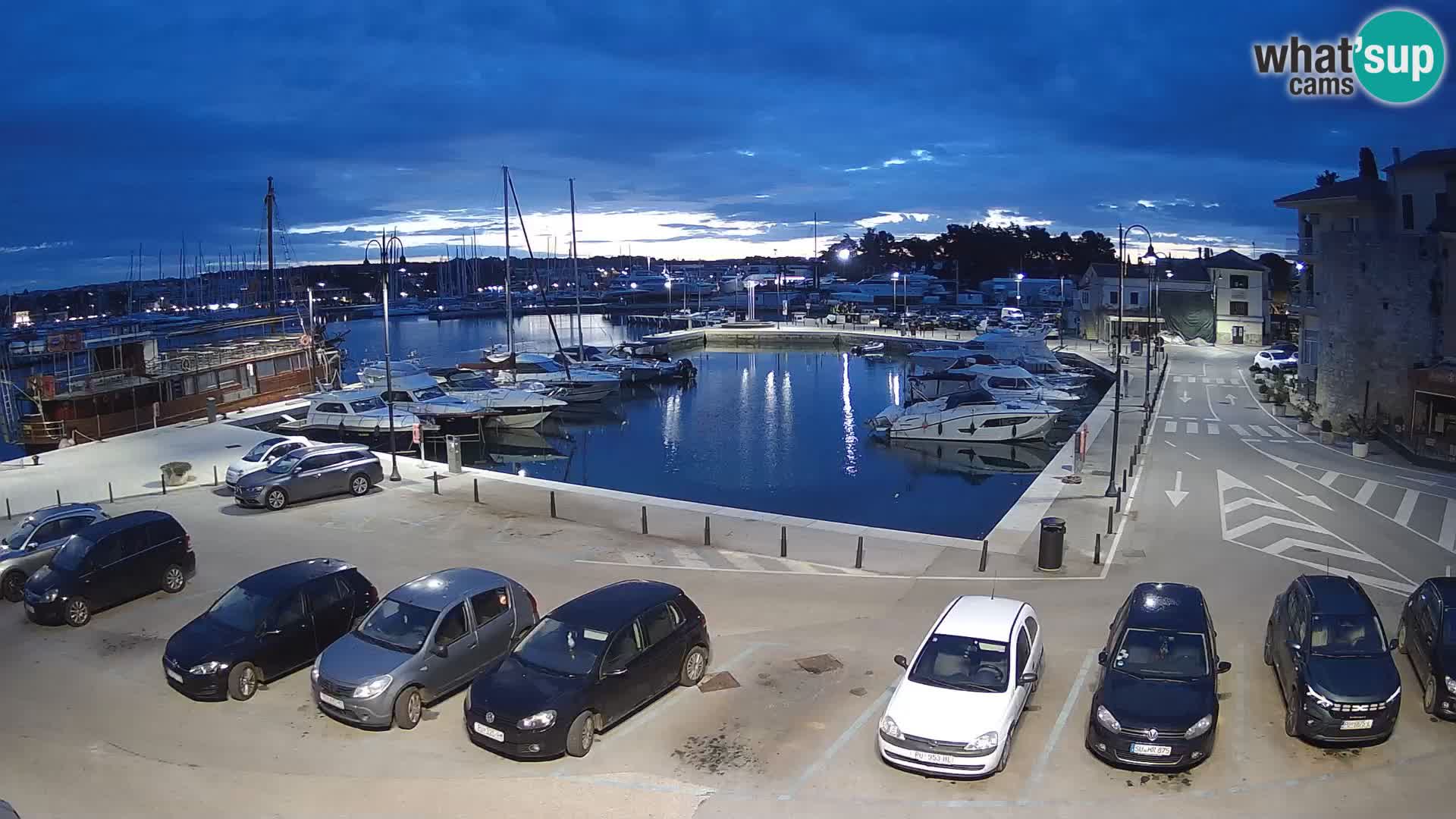 Novigrad | Porporela marina