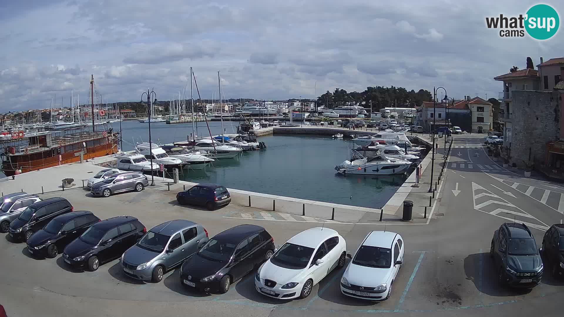 Novigrad | Porporela marina