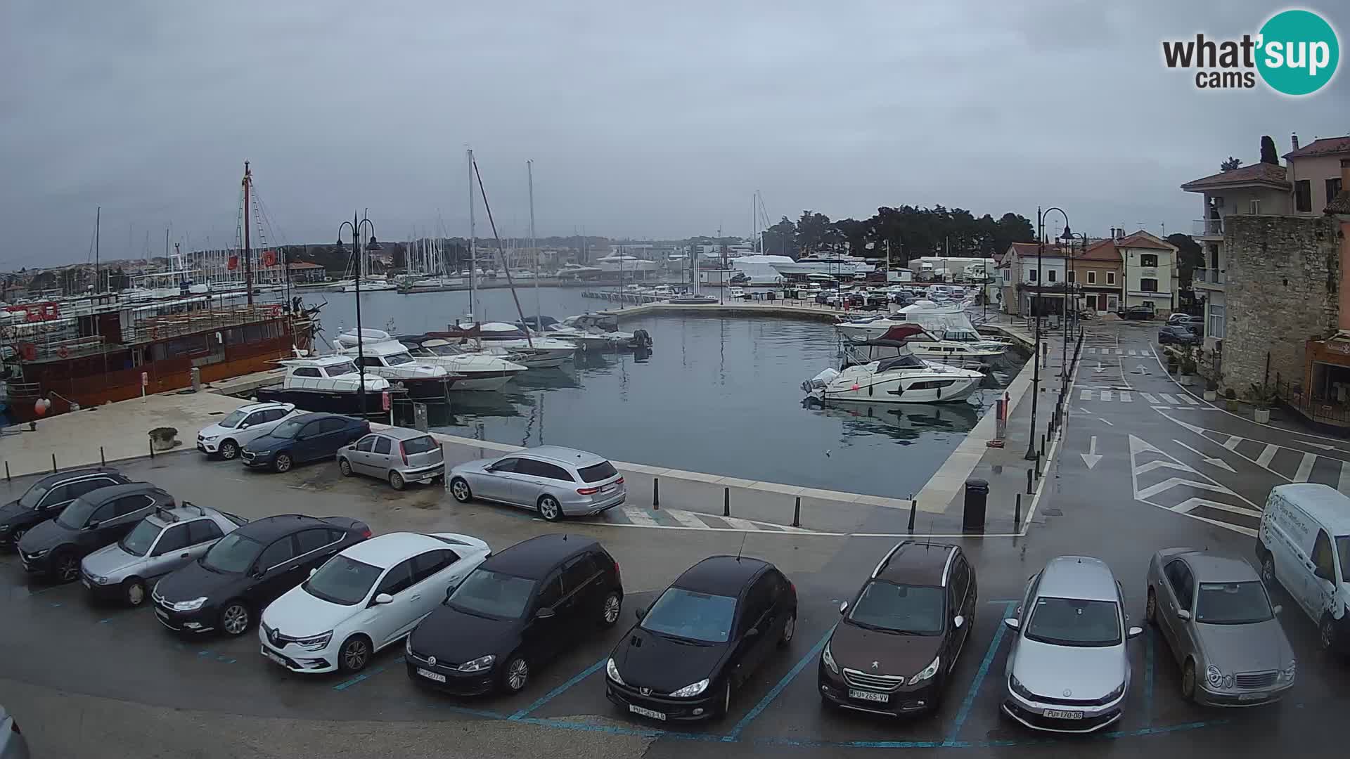 Novigrad | Porporela marina