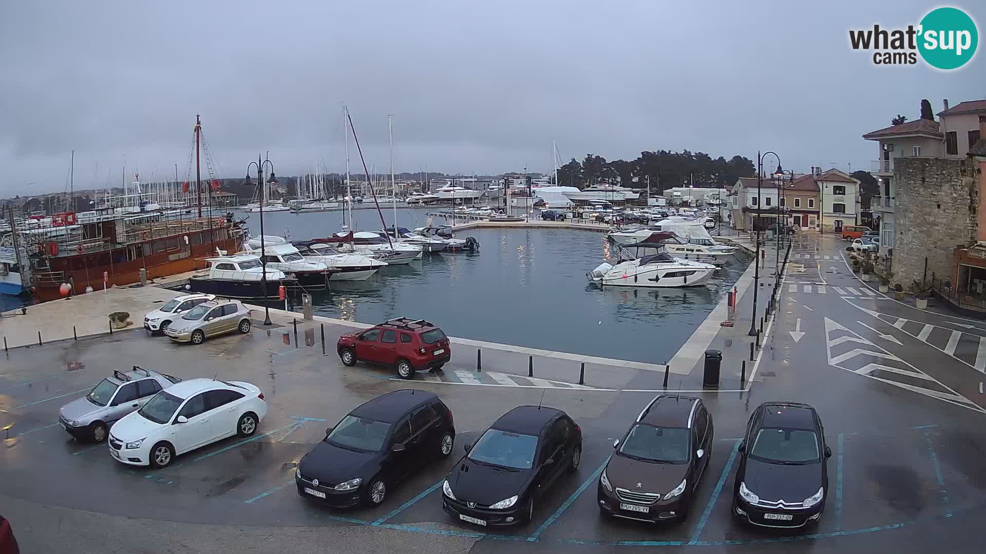 Novigrad | Porporela marina