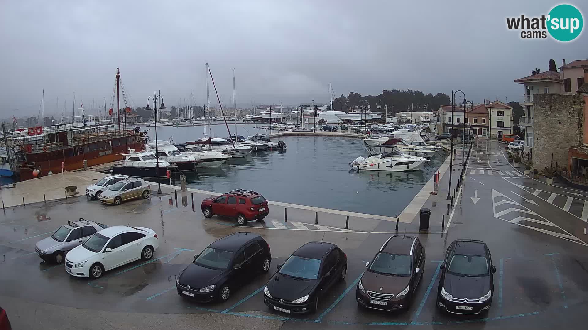 Novigrad | Porporela marina