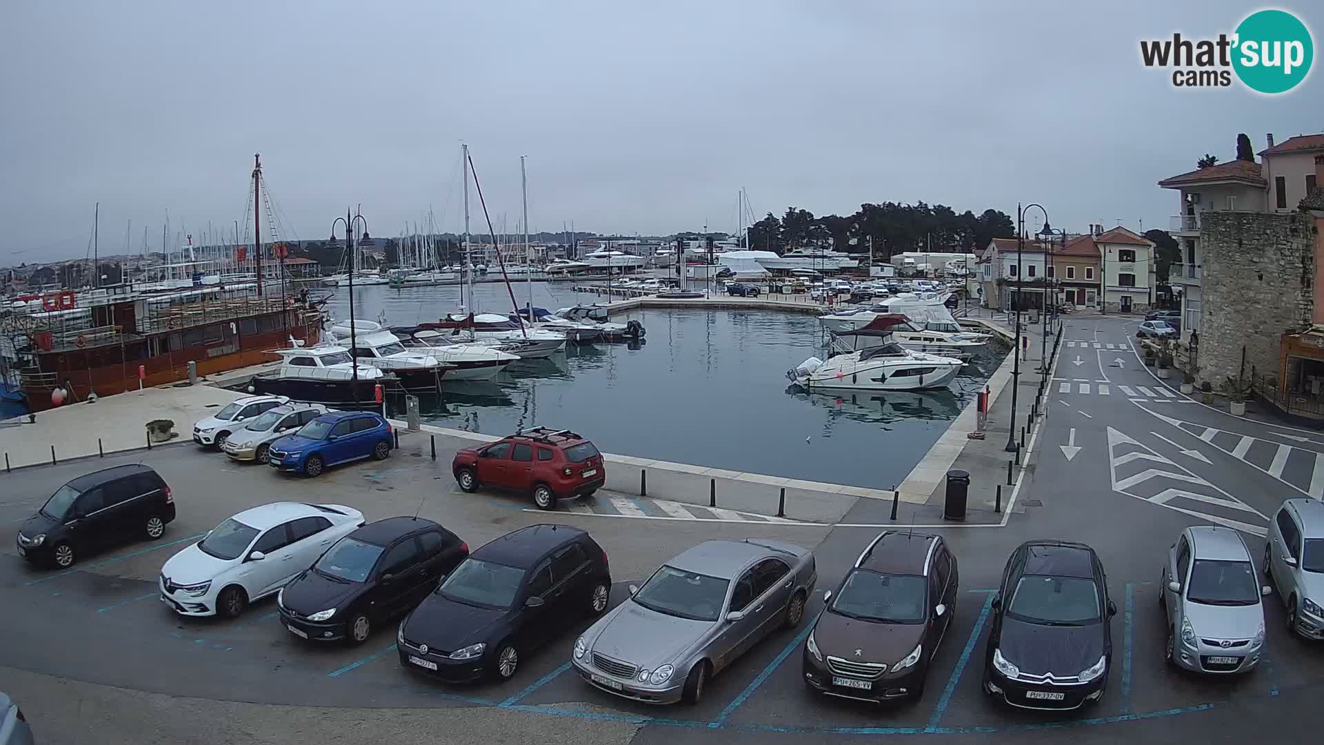 Novigrad | Porporela marina