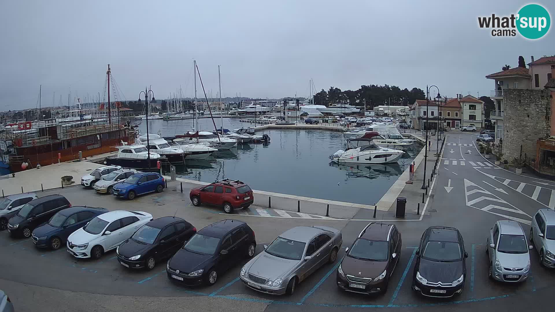 Novigrad | Porporela marina