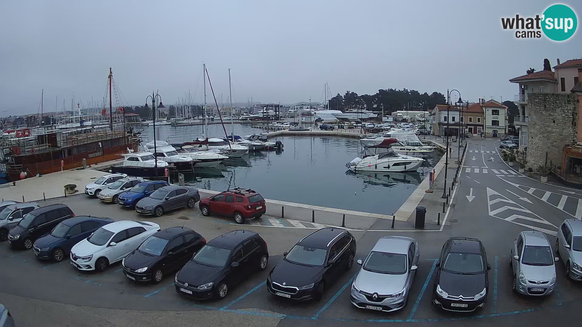 Novigrad | Porporela marina