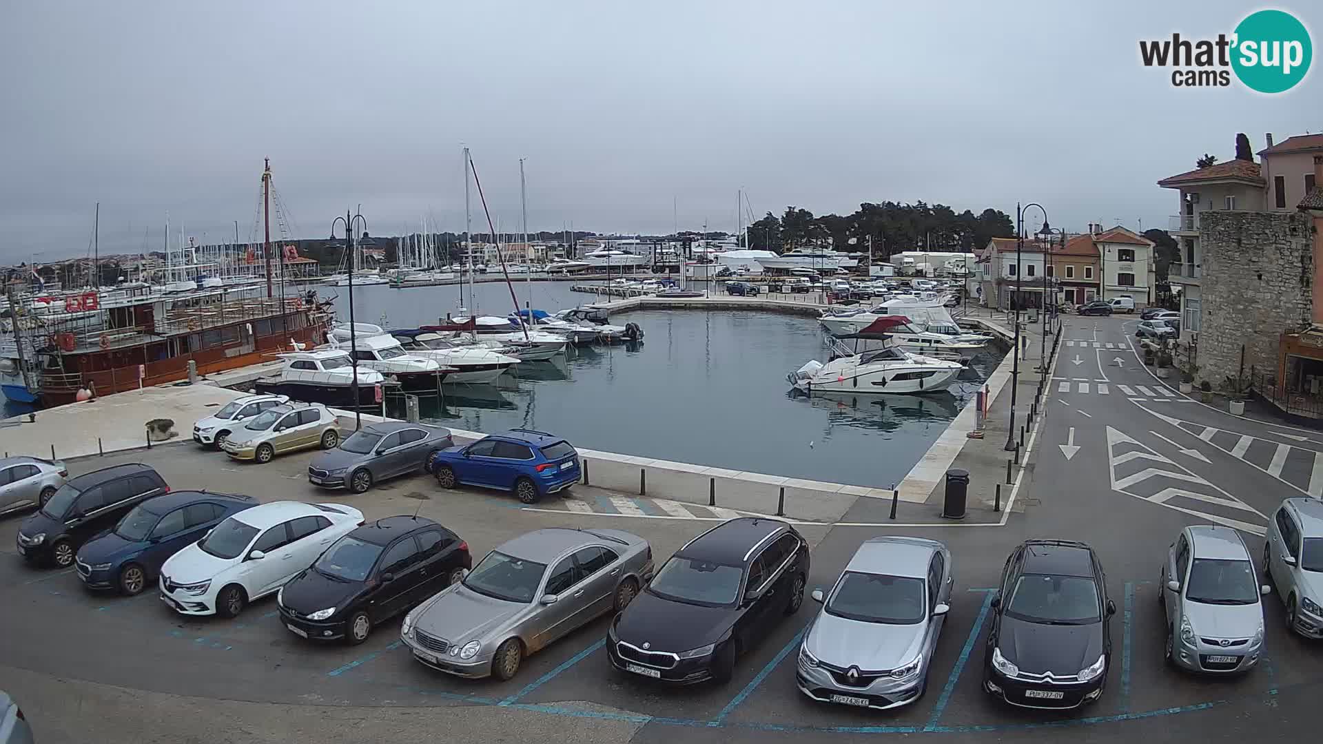 Novigrad | Porporela marina