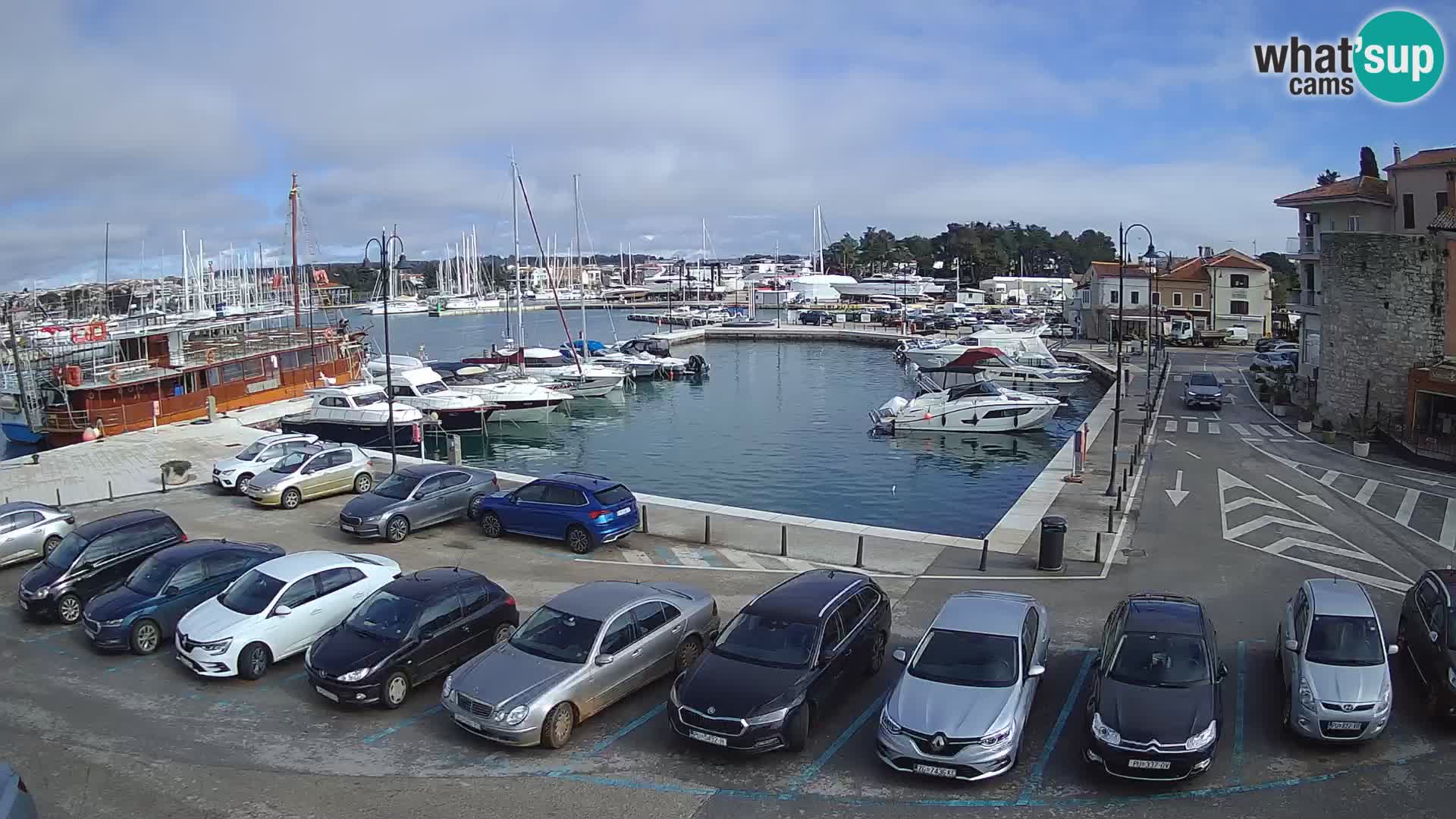 Novigrad | Porporela marina