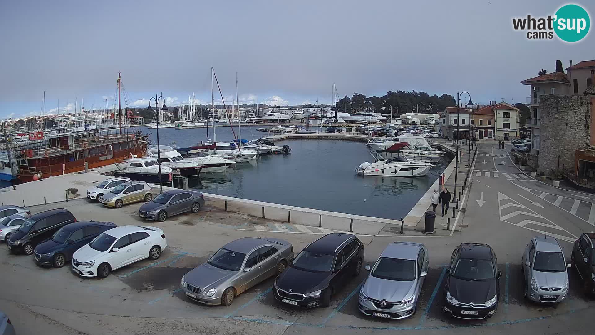 Novigrad | Porporela marina