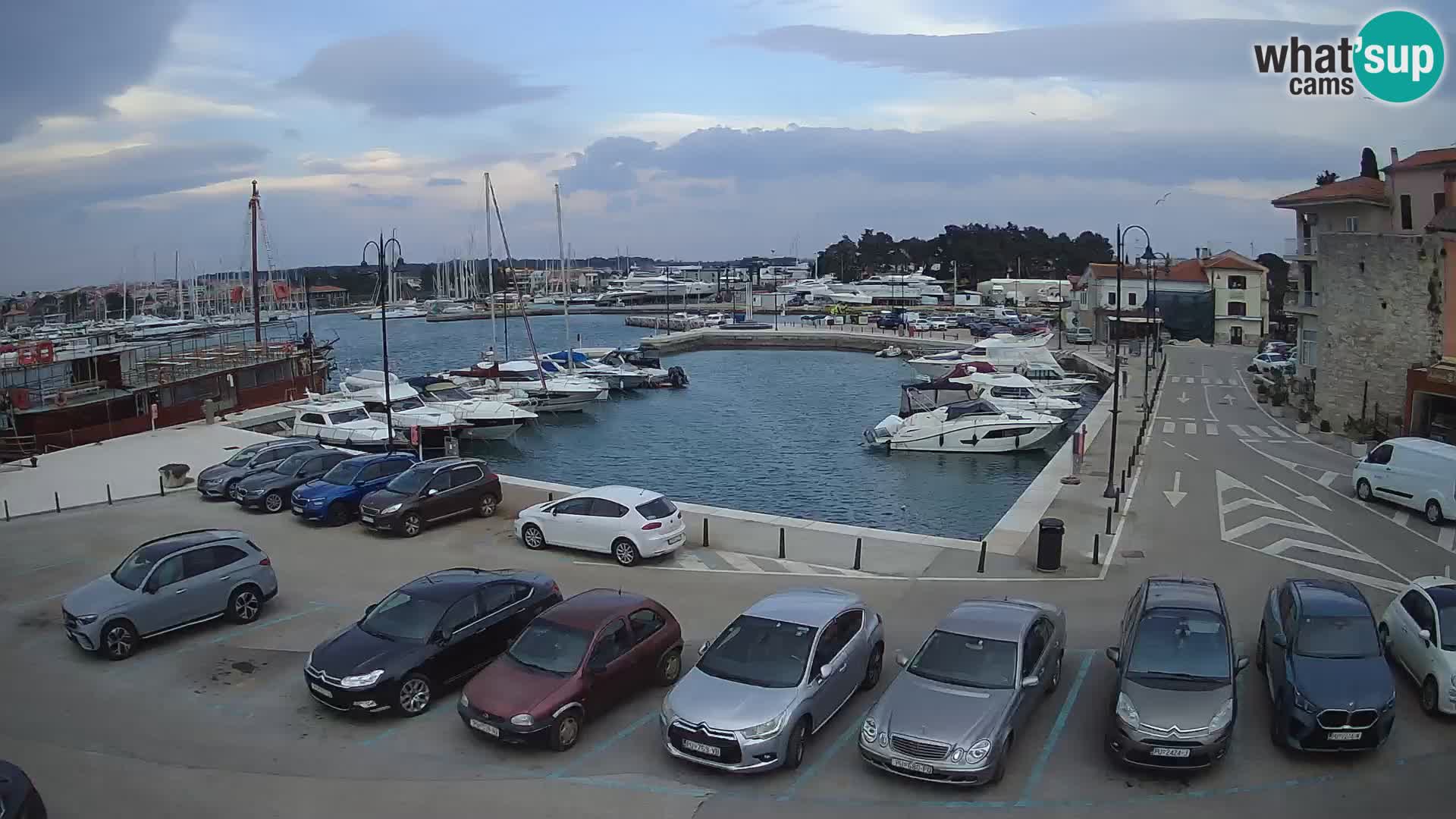 Novigrad | Porporela marina