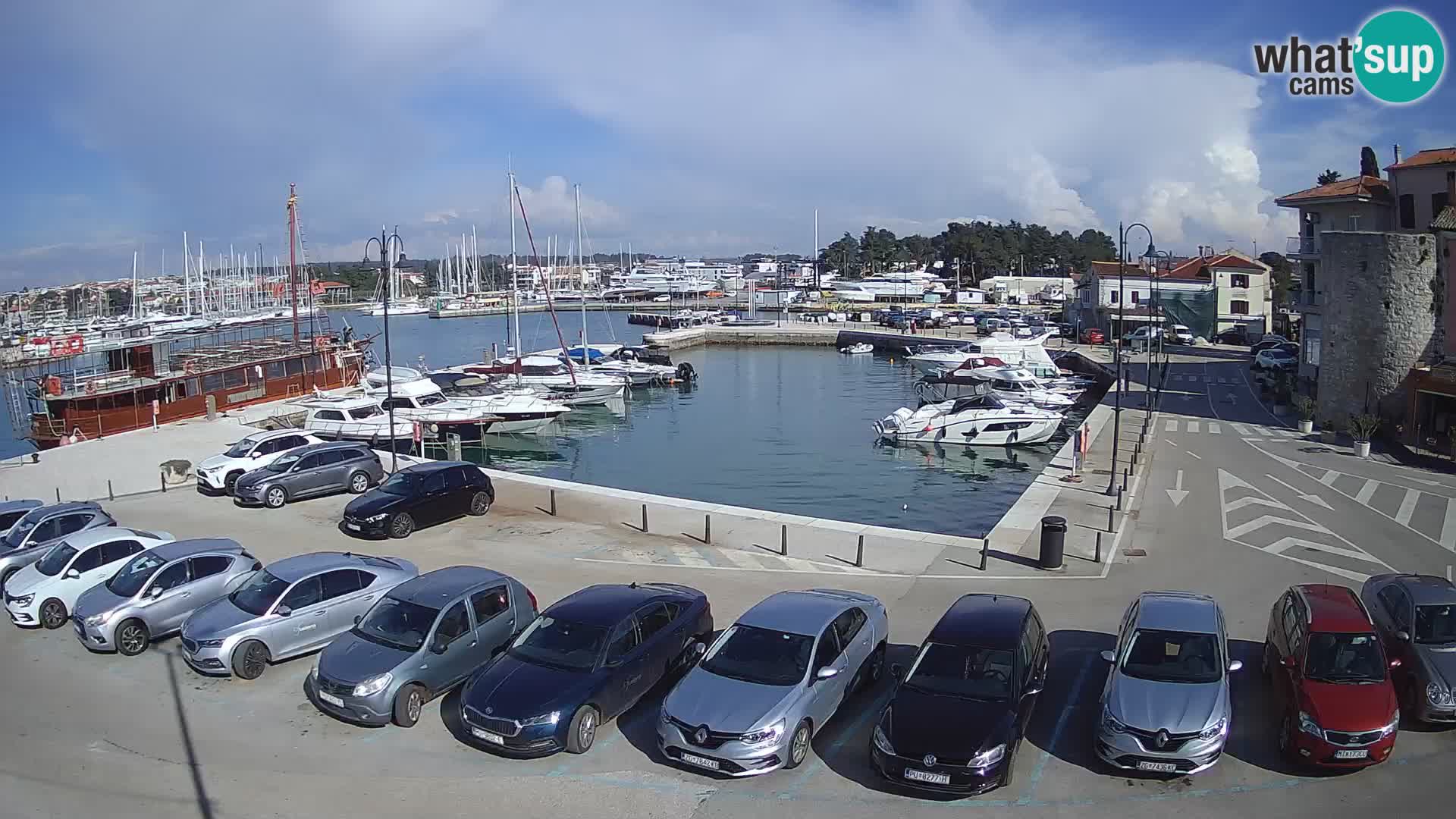 Novigrad | Porporela marina