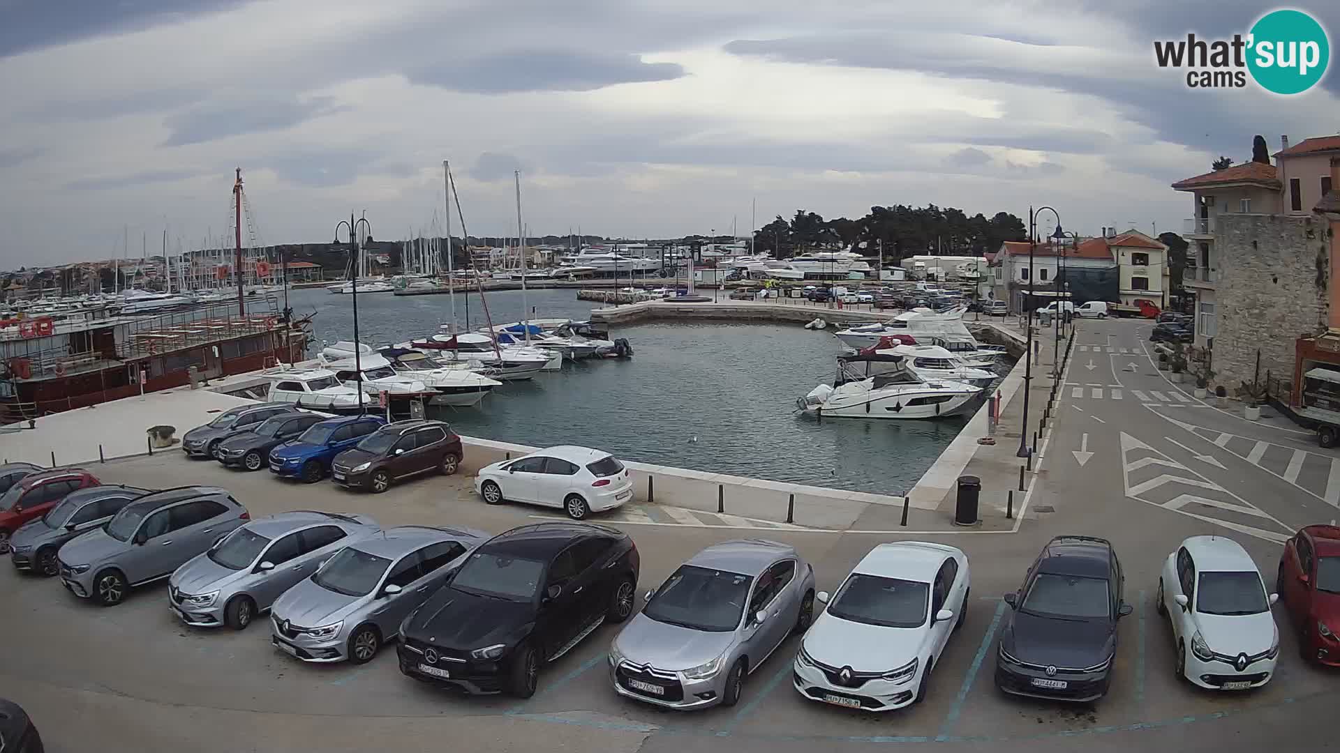 Novigrad | Porporela marina