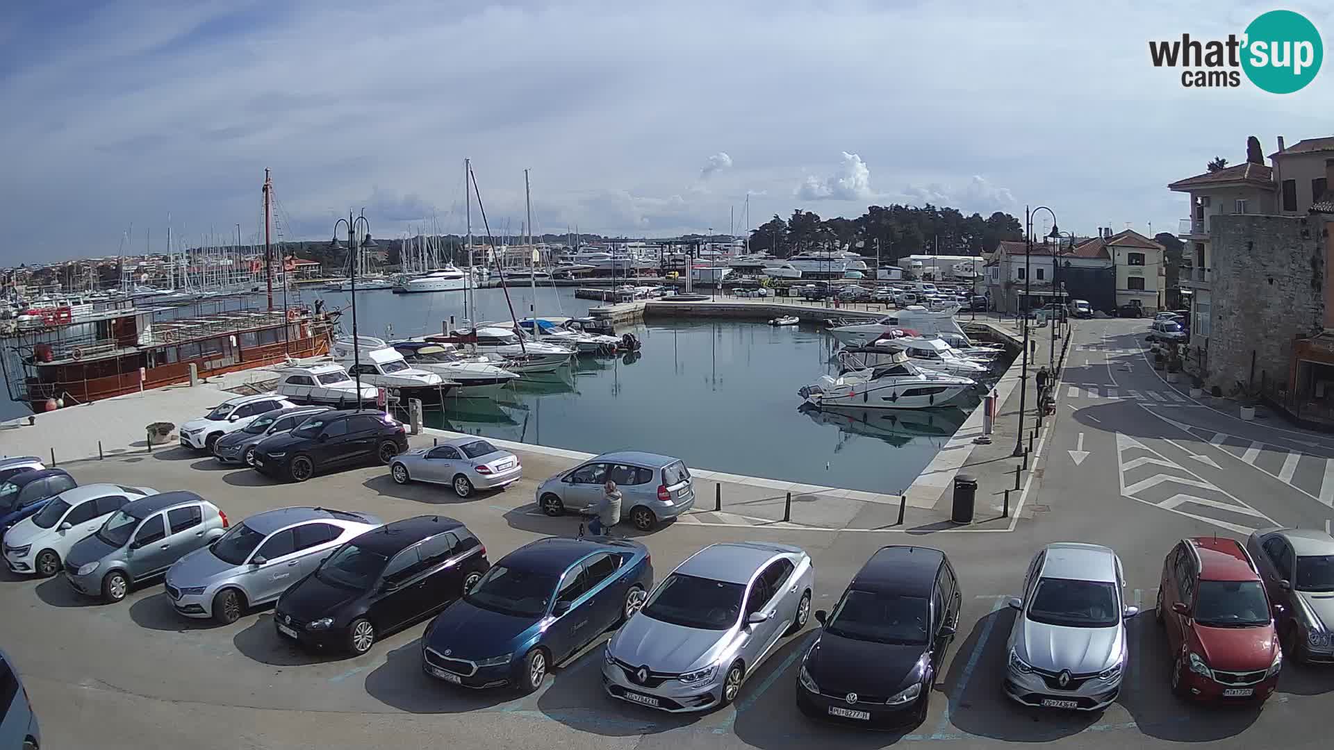 Novigrad | Porporela marina