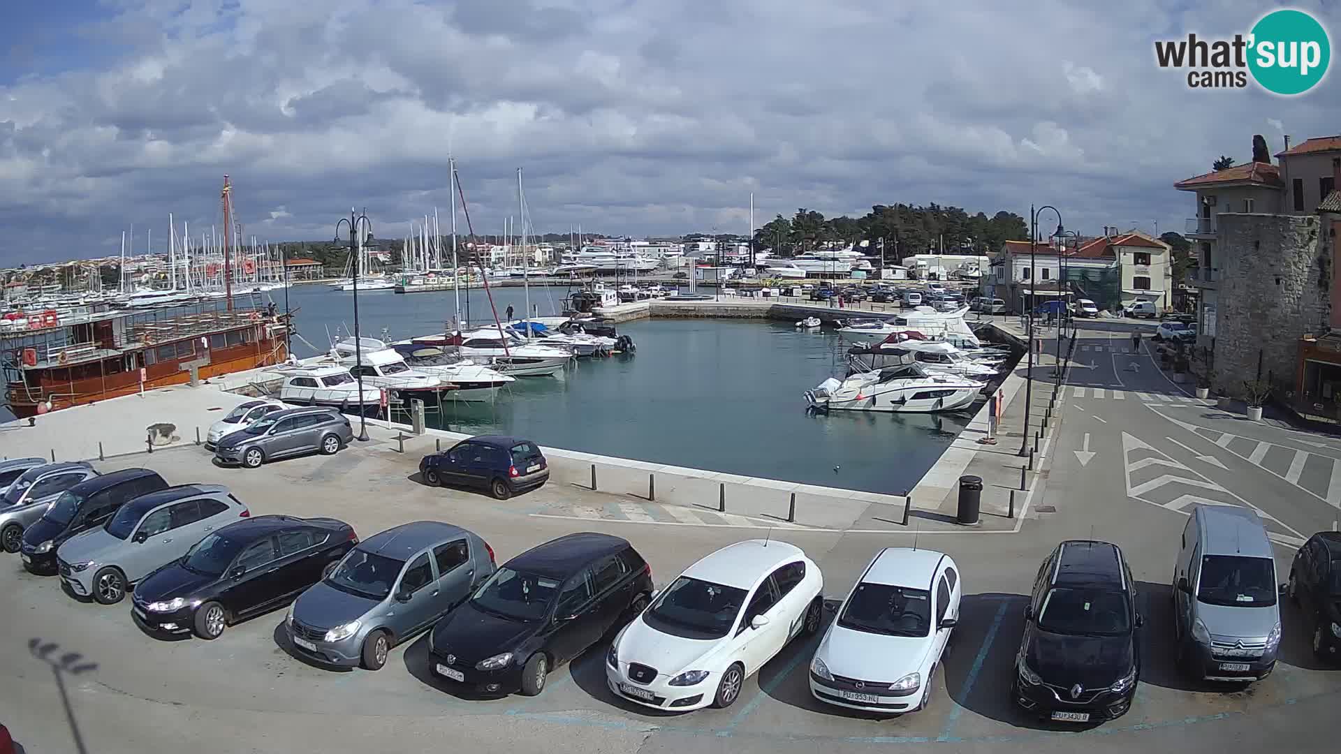 Novigrad | Porporela marina