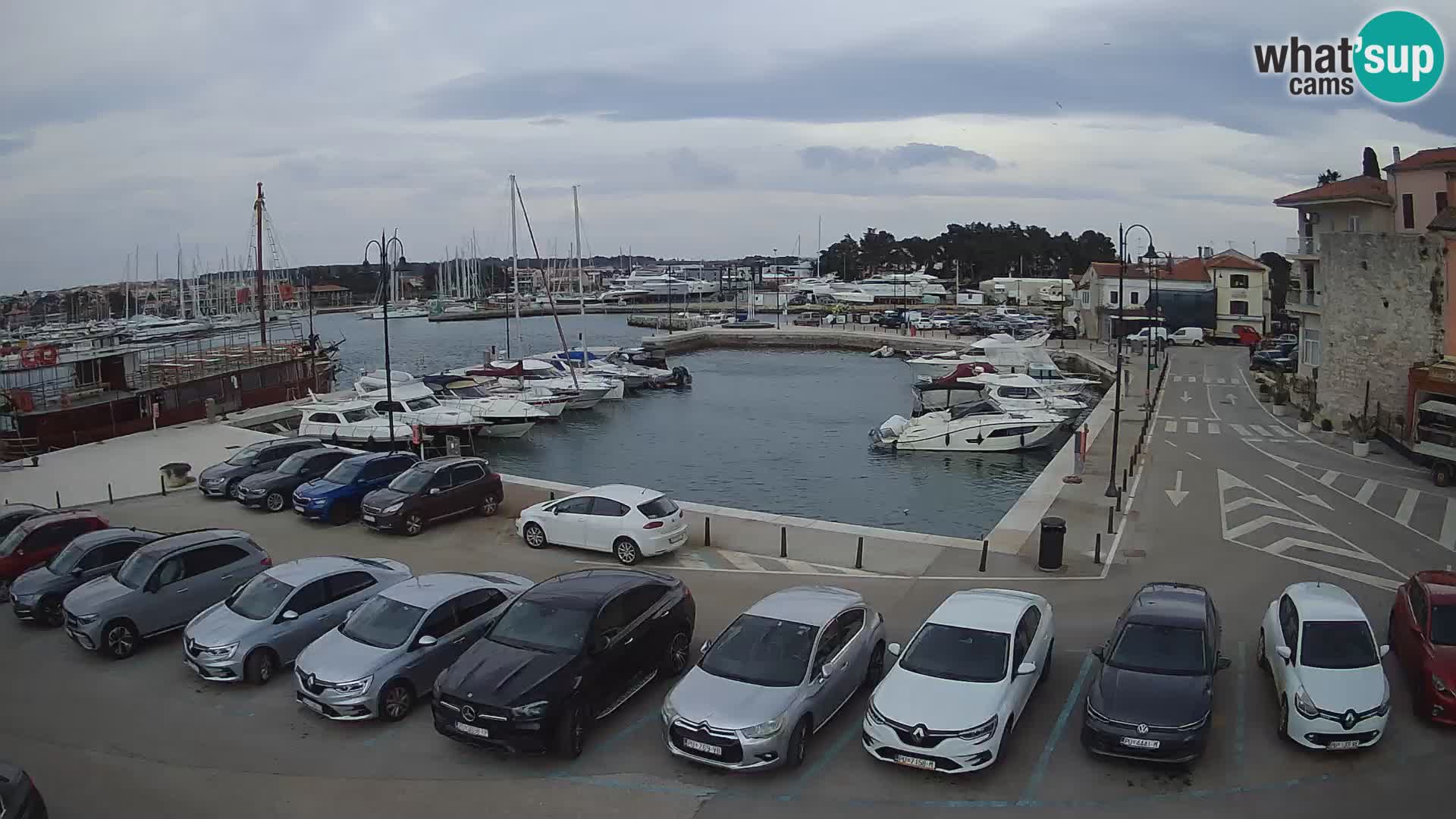 Novigrad | Porporela marina