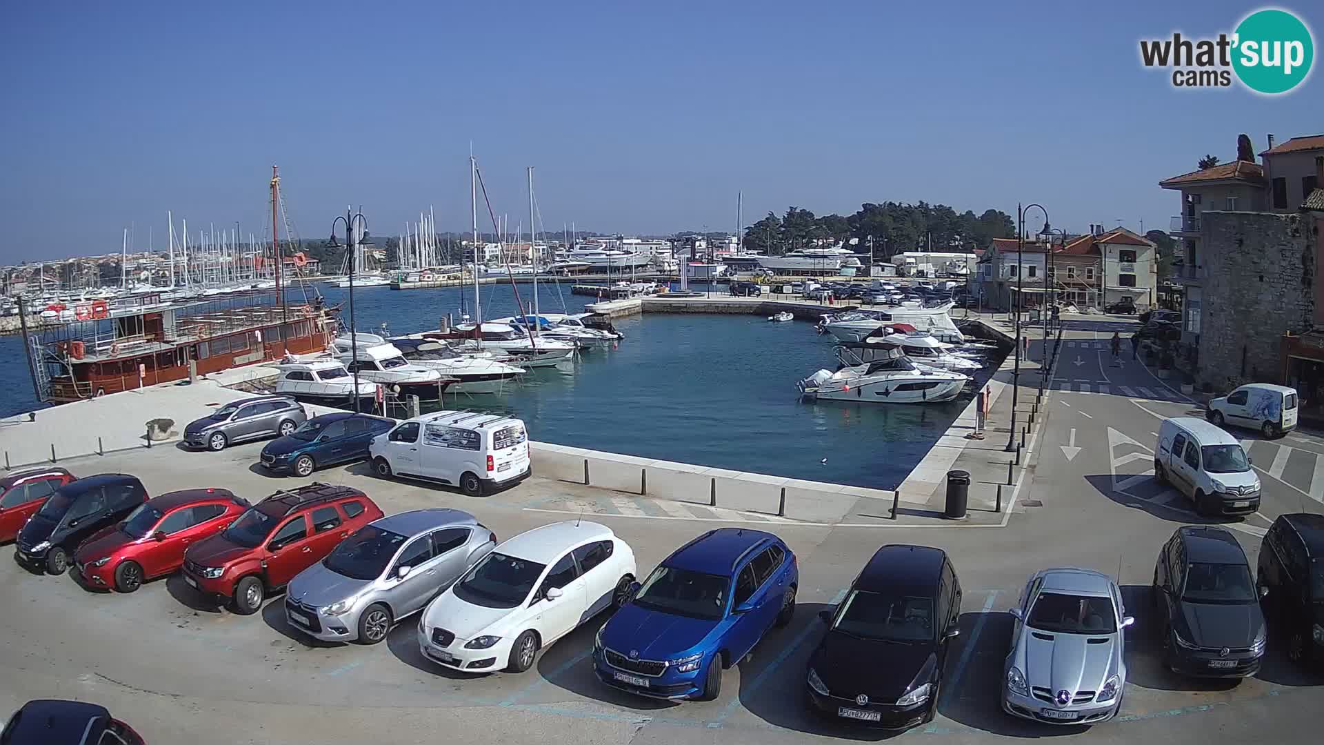 Novigrad | Porporela marina