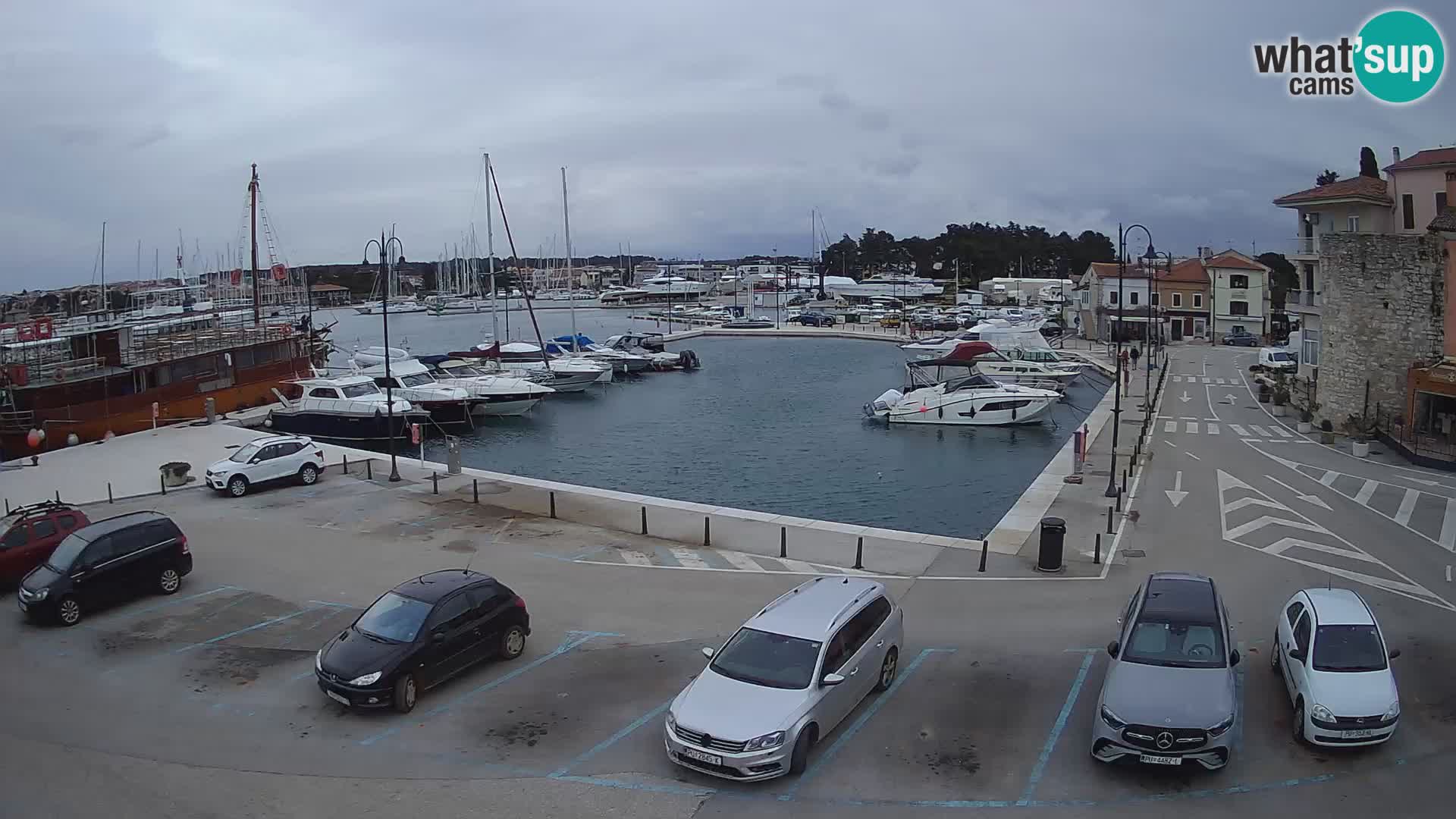 Novigrad | Porporela marina