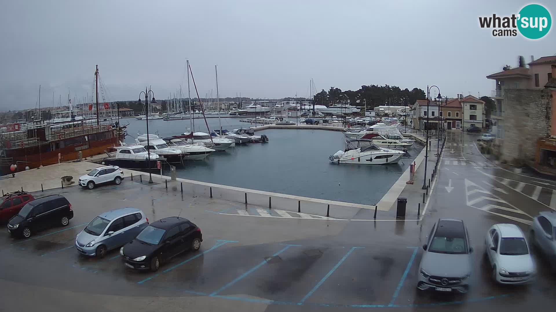 Novigrad | Porporela marina