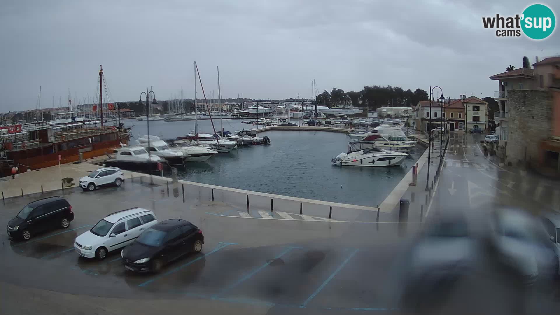 Novigrad | Porporela marina