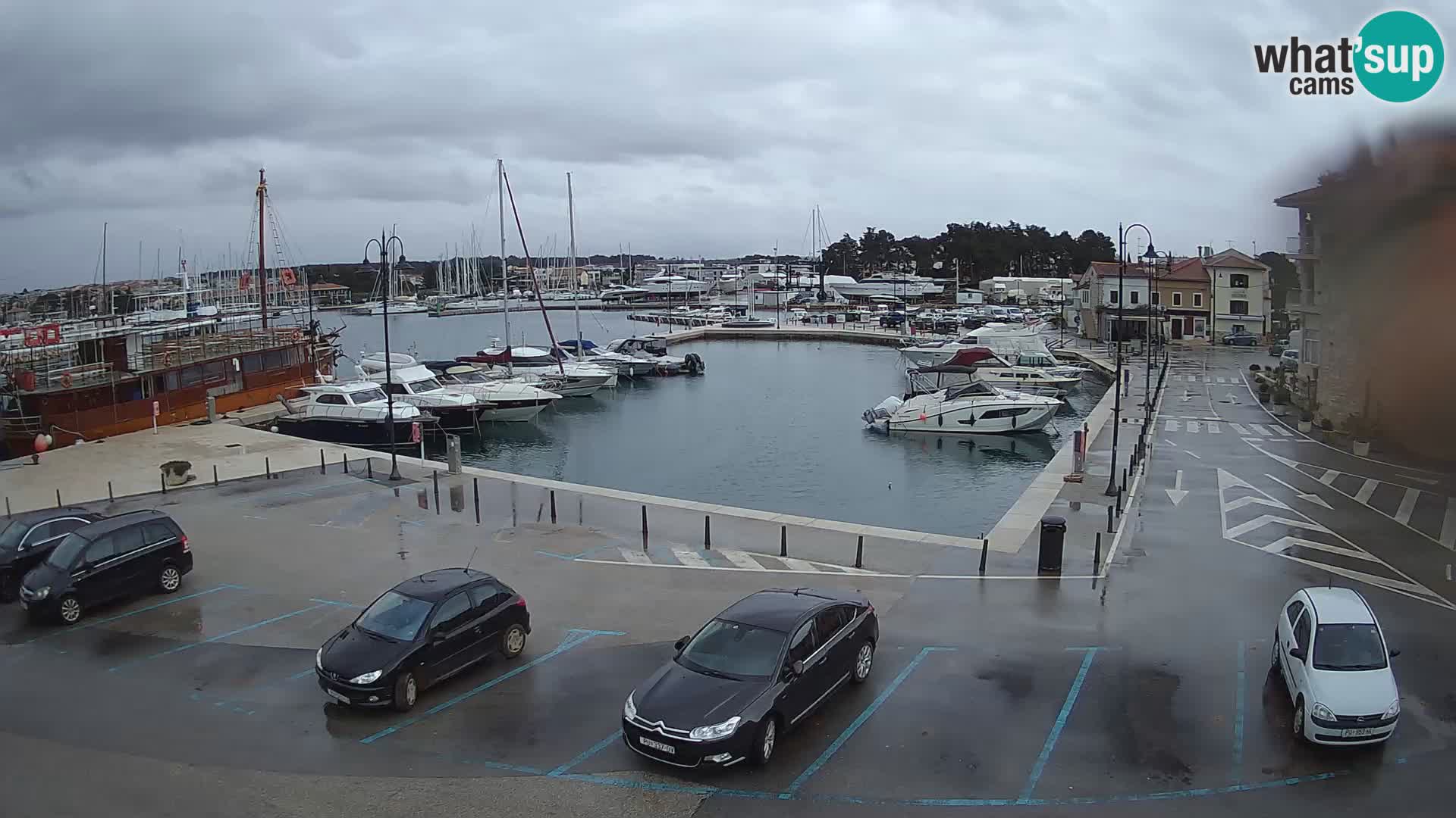 Novigrad | Porporela marina