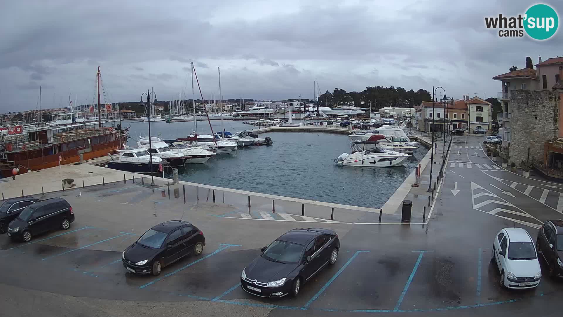 Novigrad | Porporela marina