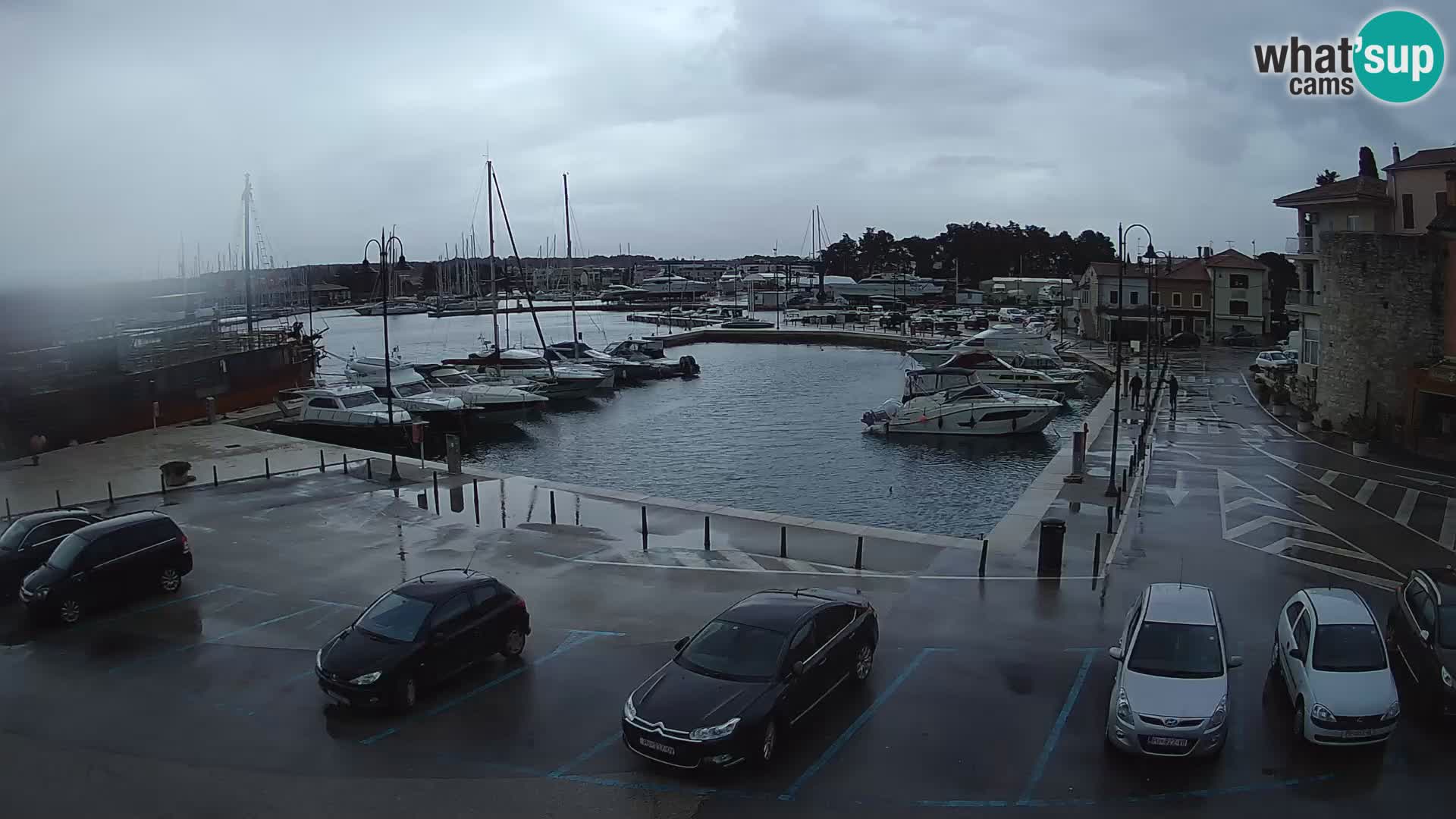 Novigrad | Porporela marina