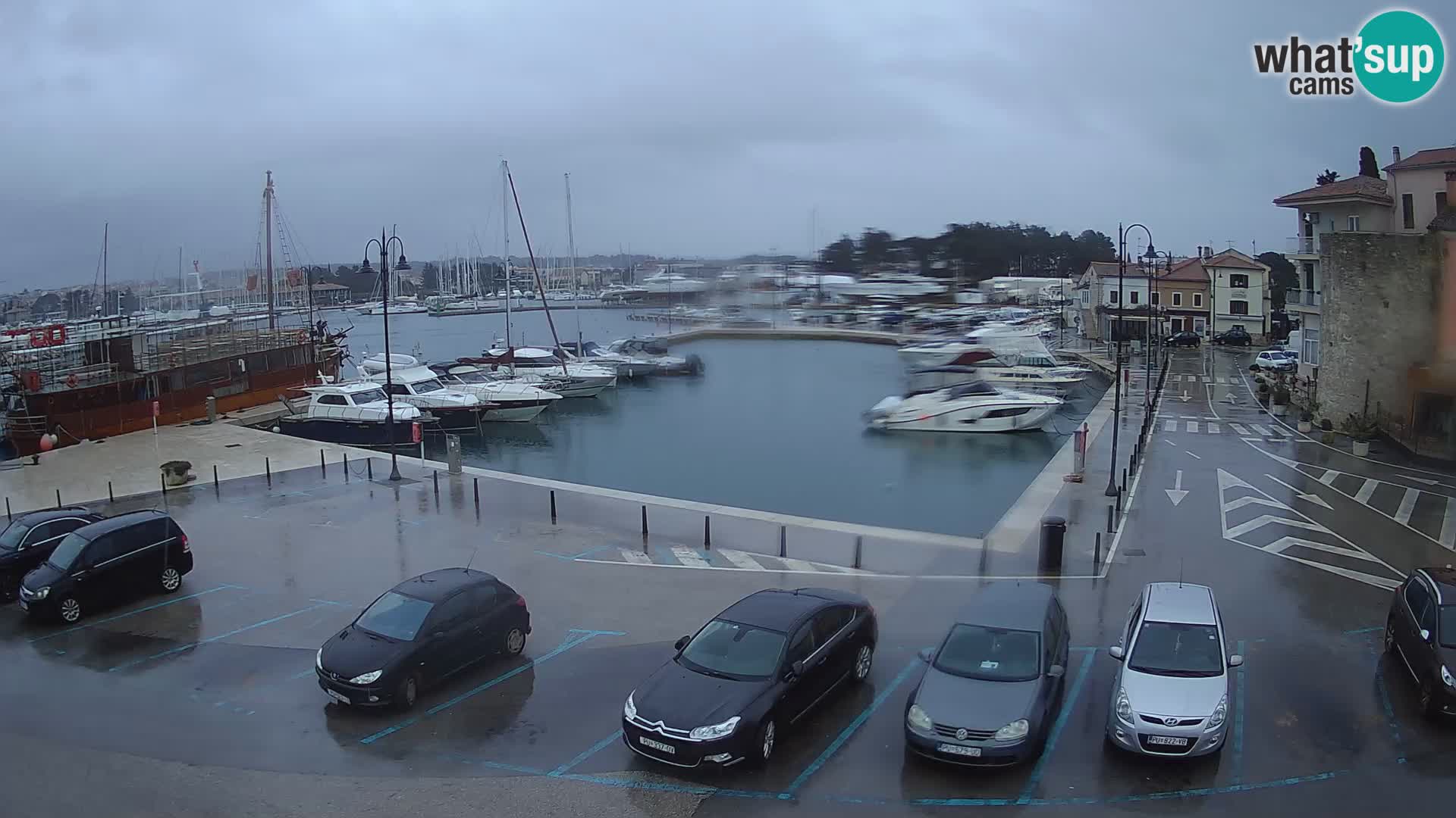 Novigrad | Porporela marina