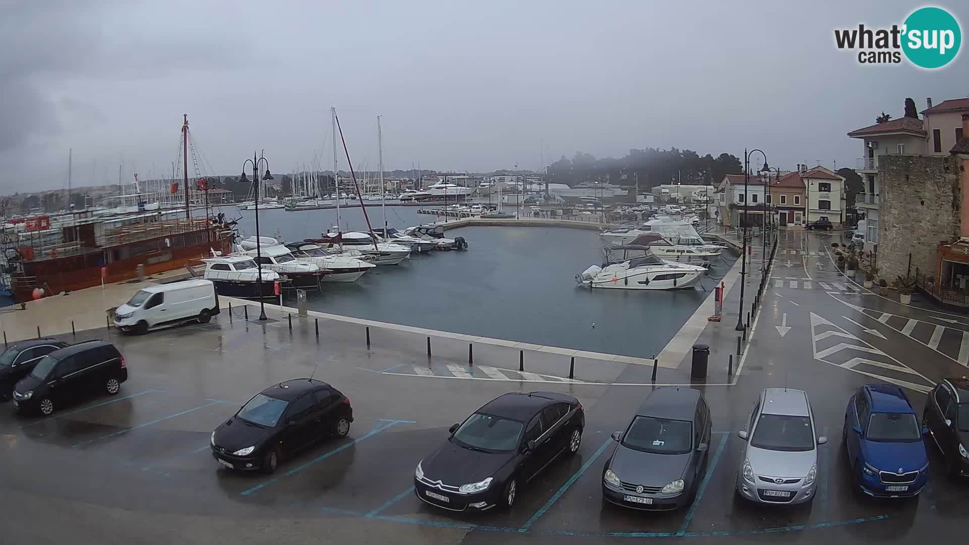 Novigrad | Porporela marina