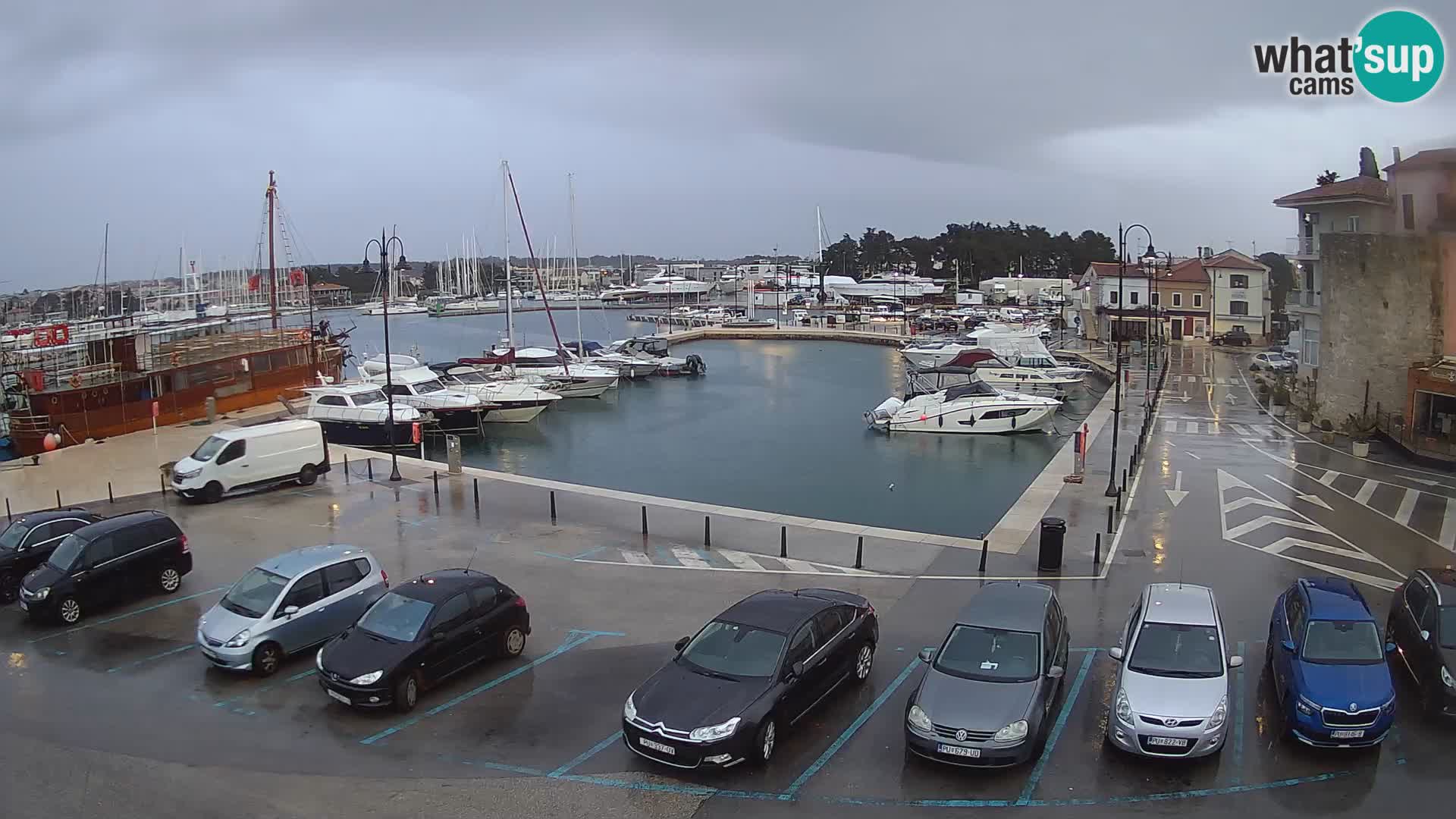 Novigrad | Porporela marina