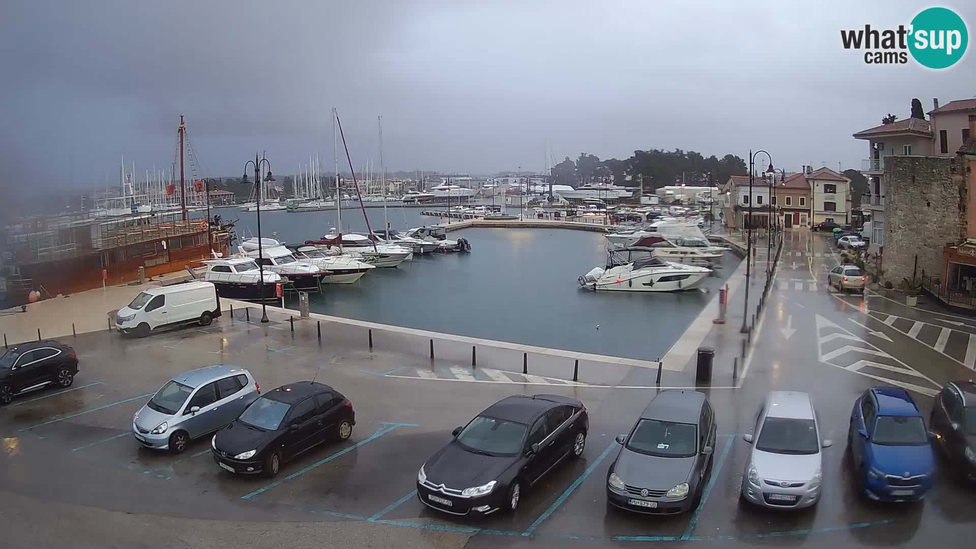 Novigrad | Porporela marina