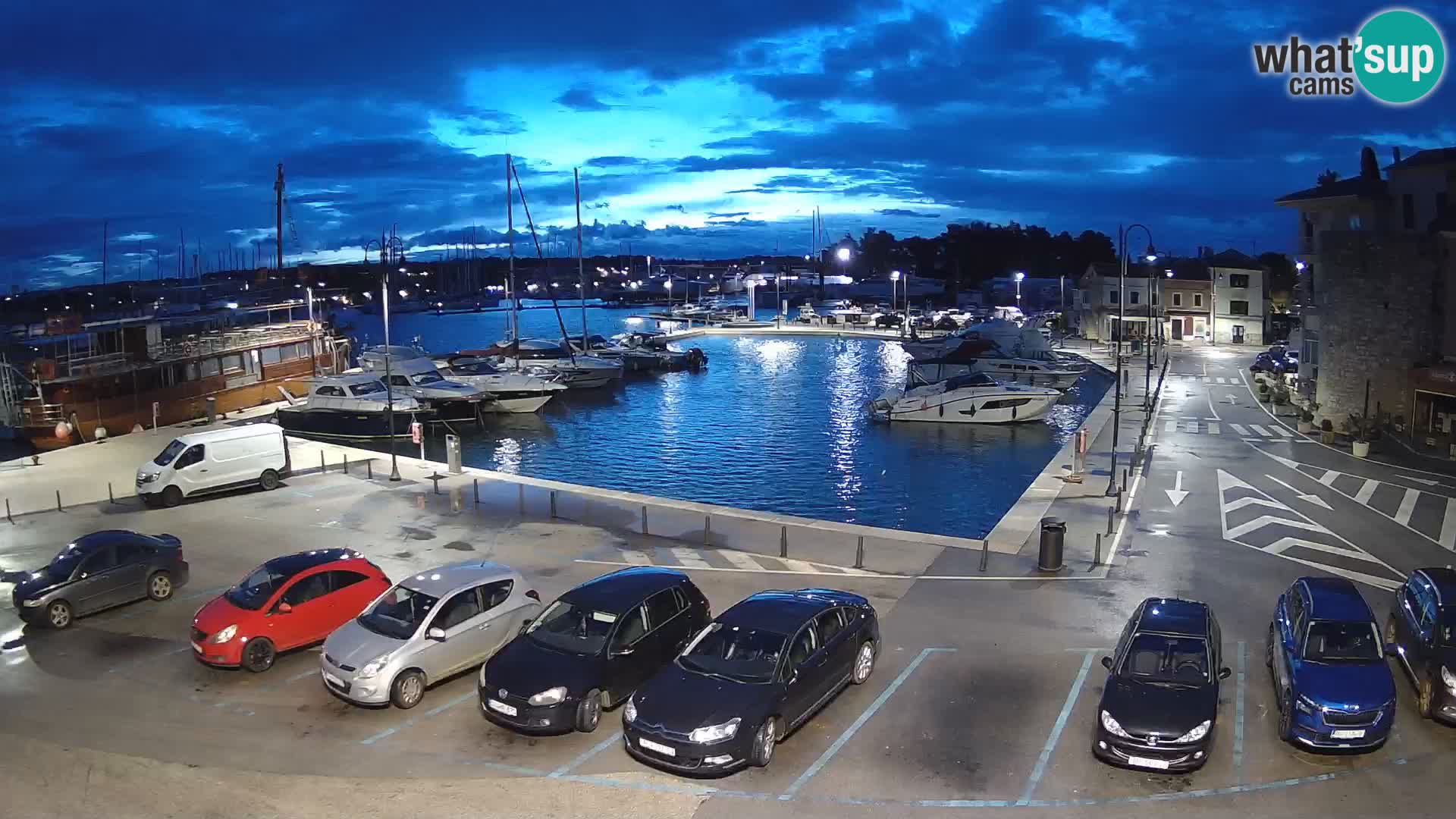 Novigrad | Porporela marina